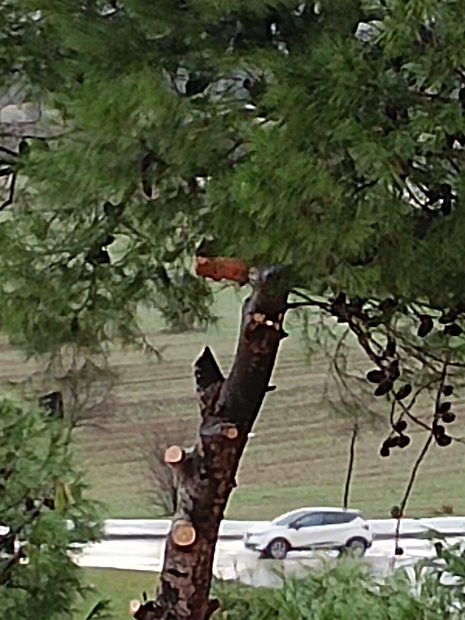 Tala de pinos en el Parque de San Martín. Foto Carlos Jalle