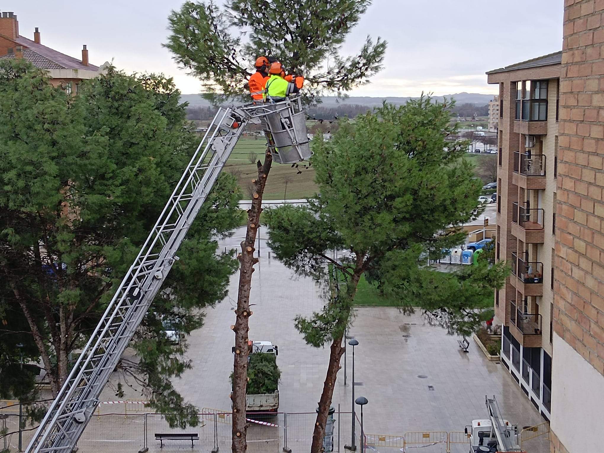 Tala de pinos en el Parque de San Martín. Foto Carlos Jalle 