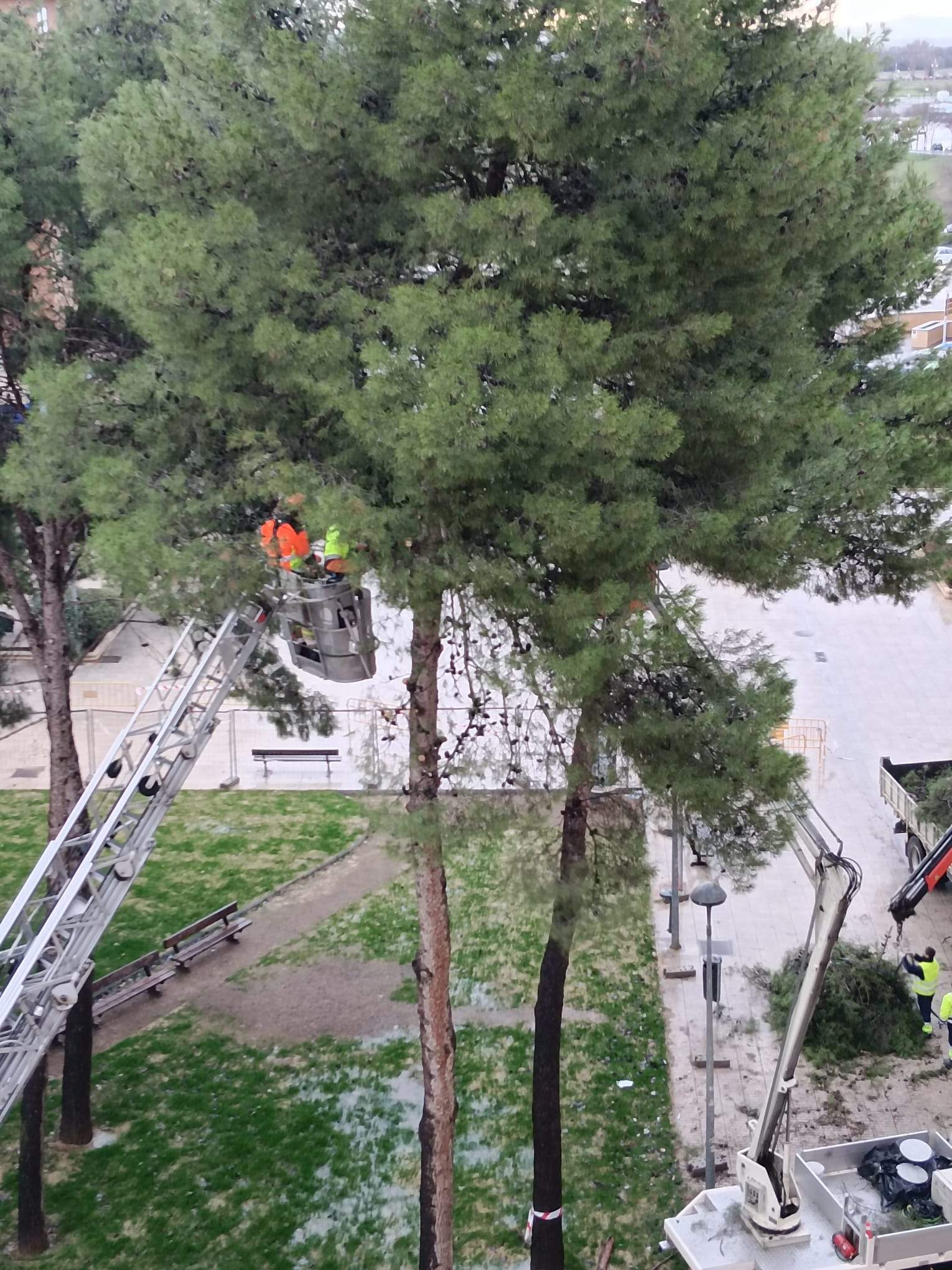 Tala de pinos en el Parque de San Martín. Foto Carlos Jalle