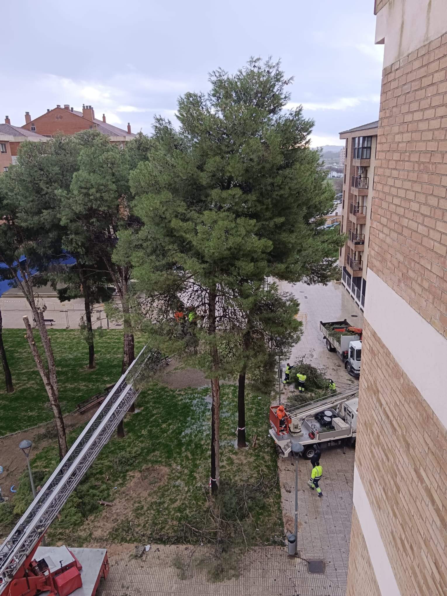 Tala de pinos en el Parque de San Martín. Foto Carlos Jalle 