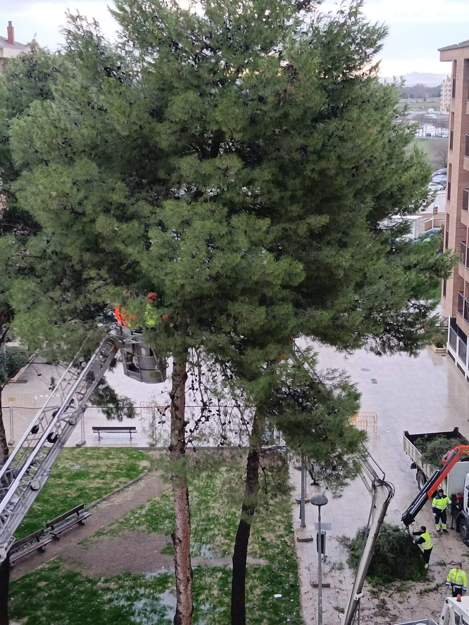 Tala de pinos en el Parque de San Martín. Foto Carlos Jalle 