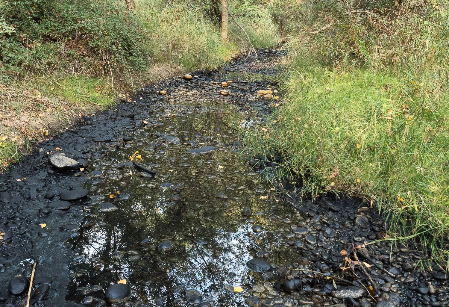 Ecologistas en Acción denuncia un vertido de "fango negro" en el río Cinca en Monzón.