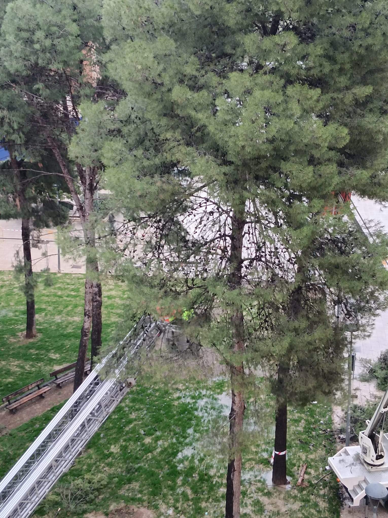 Tala de pinos en el Parque de San Martín. Foto Carlos Jalle 