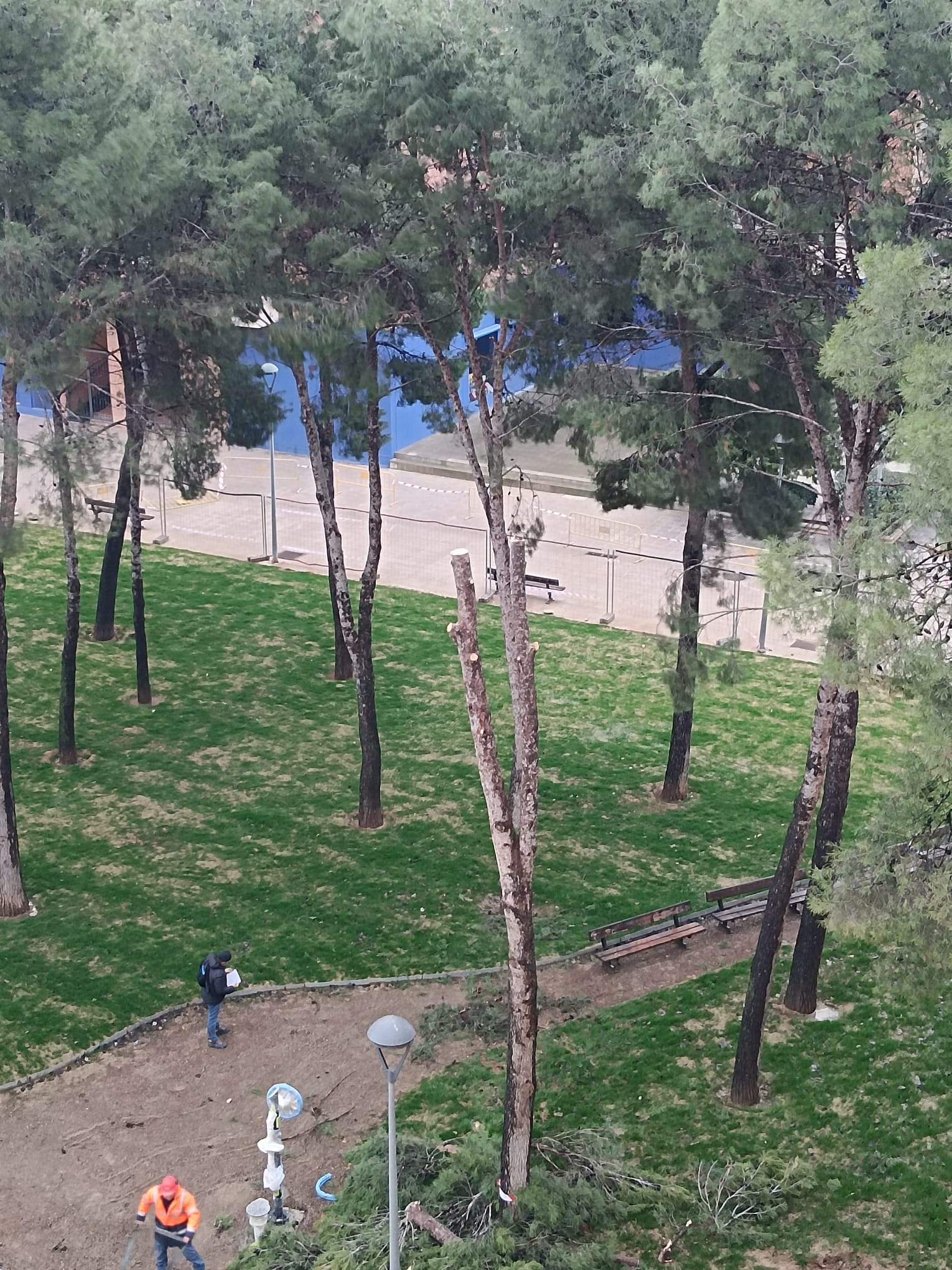 Tala de pinos en el Parque de San Martín. Foto Carlos Jalle 