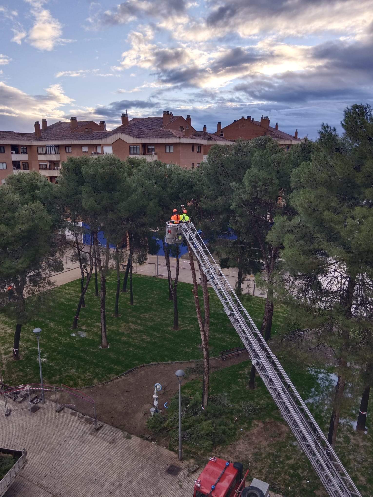 Tala de pinos en el Parque de San Martín. Foto Carlos Jalle 
