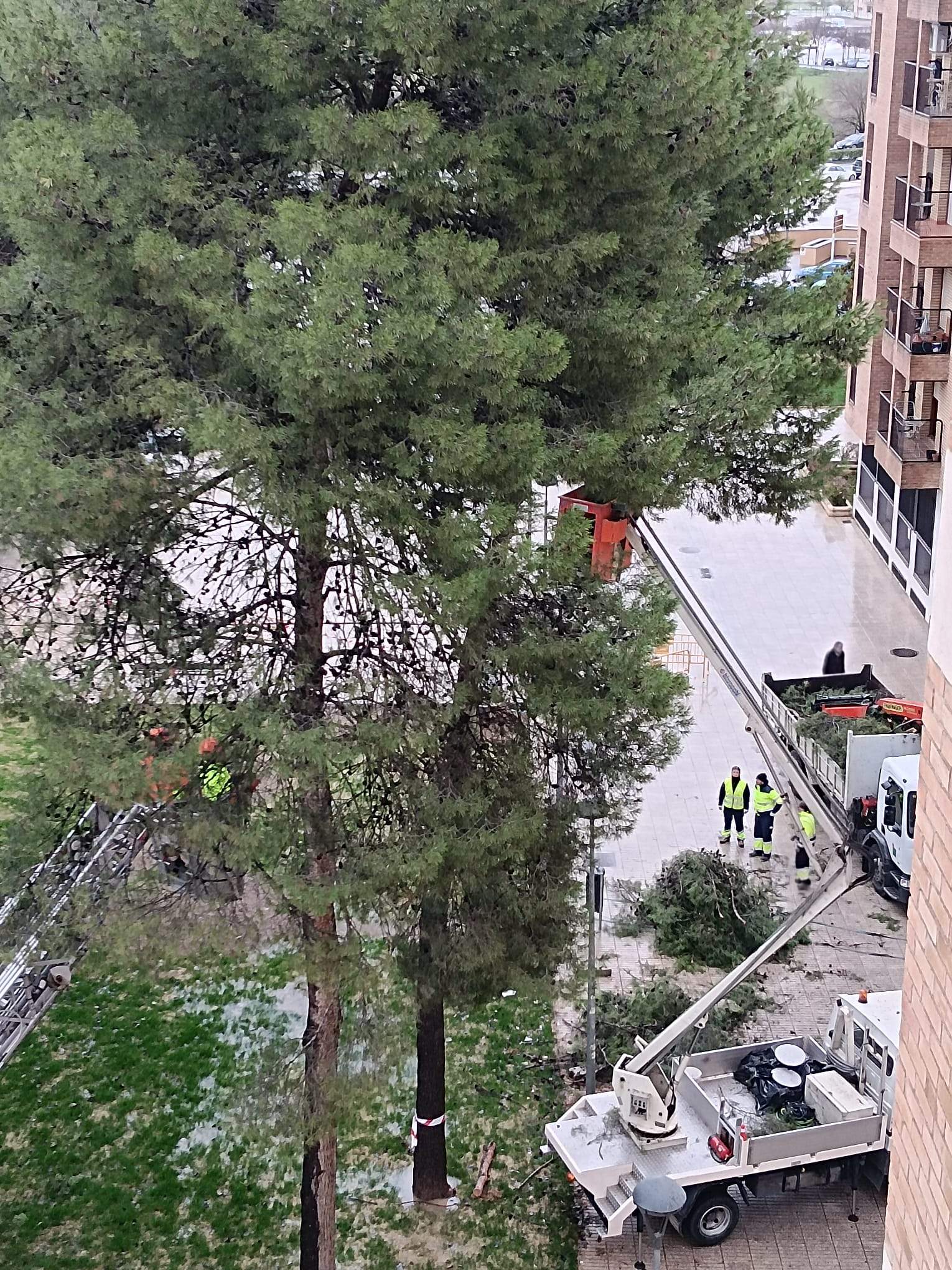 Tala de pinos en el Parque de San Martín. Foto Carlos Jalle 