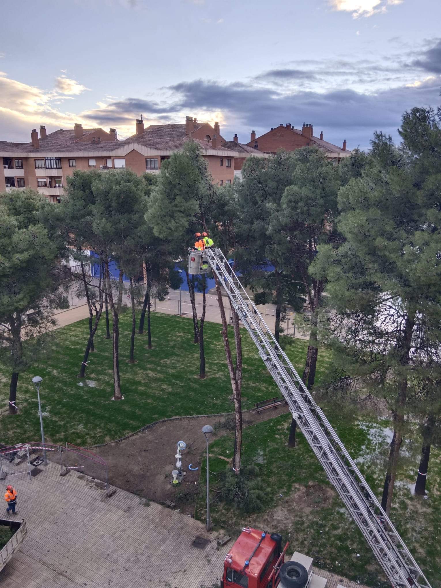 Tala de pinos en el Parque de San Martín. Foto Carlos Jalle 