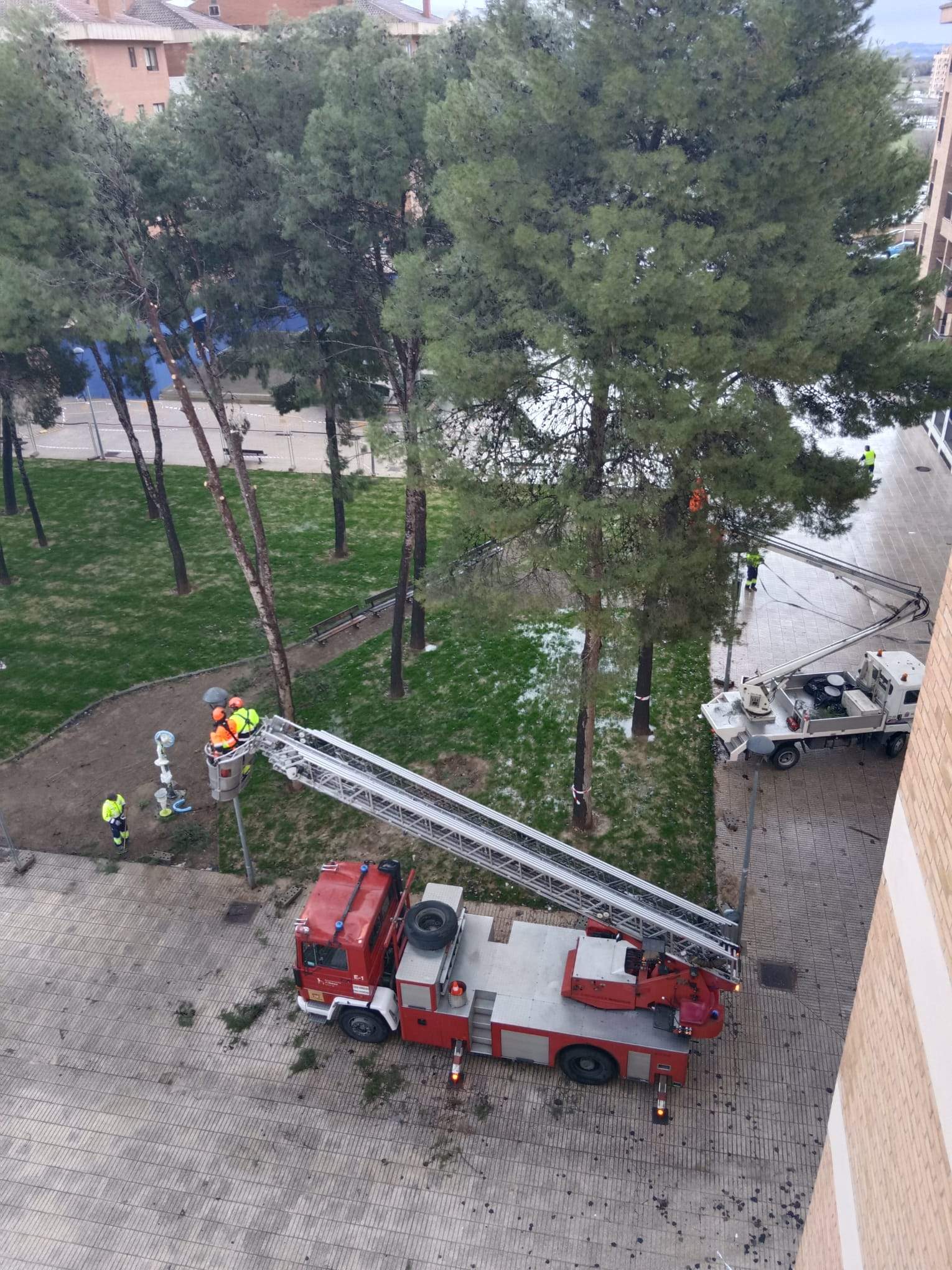 Tala de pinos en el Parque de San Martín. Foto Carlos Jalle 