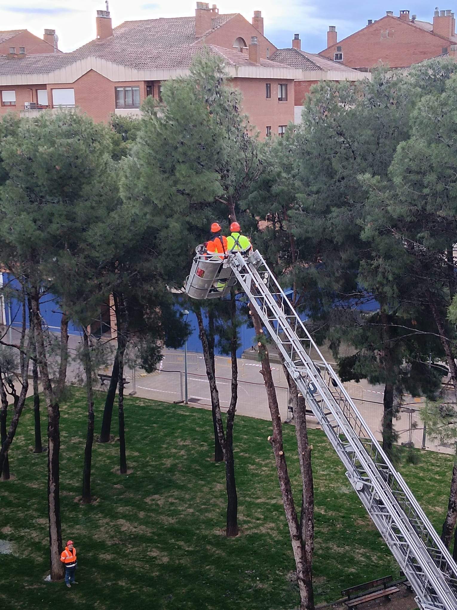Tala de pinos en el Parque de San Martín. Foto Carlos Jalle 