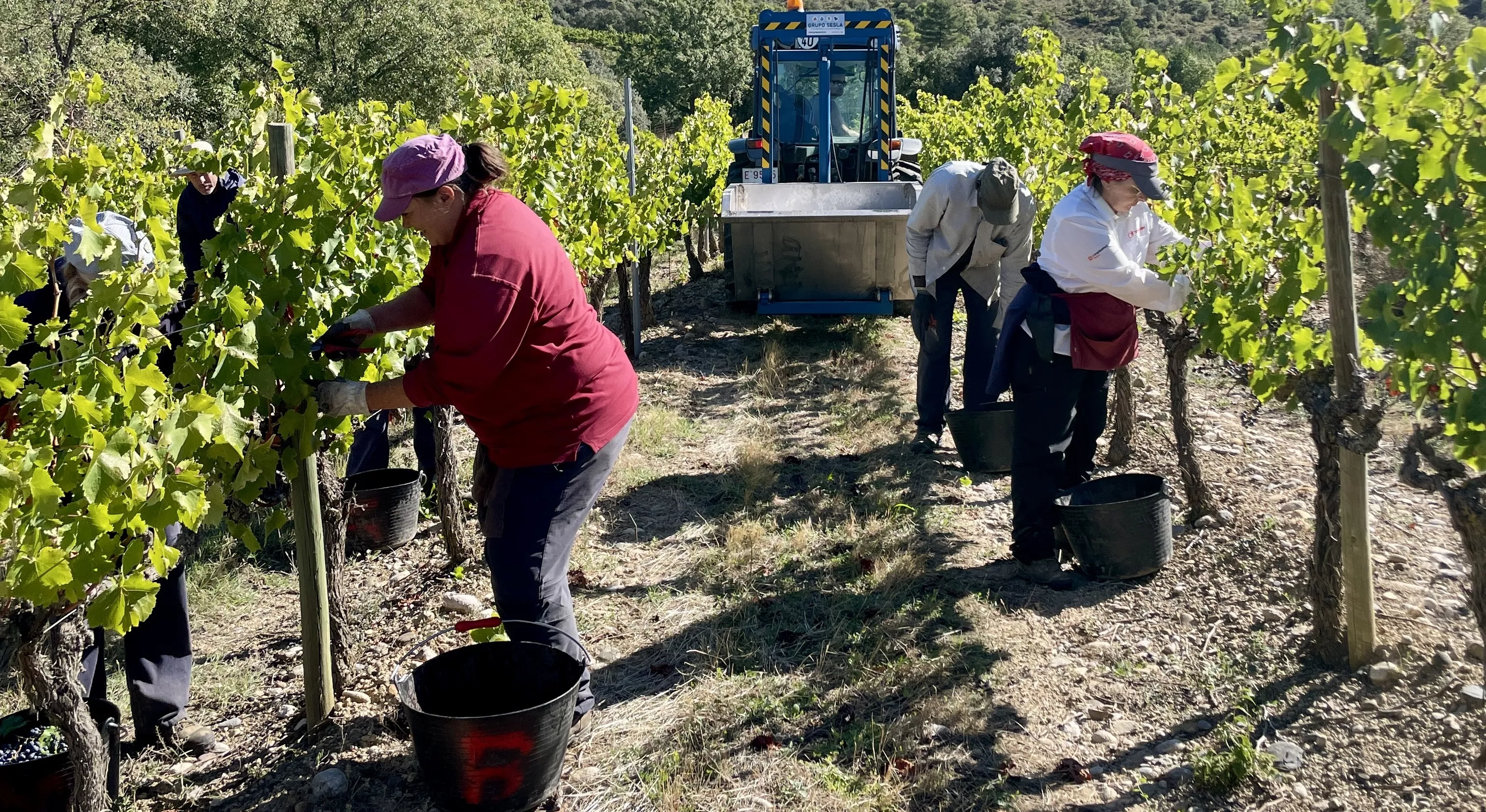 Vendimia en Secastilla de Viñas del Vero Vendimia en Secastilla de Viñas del Vero