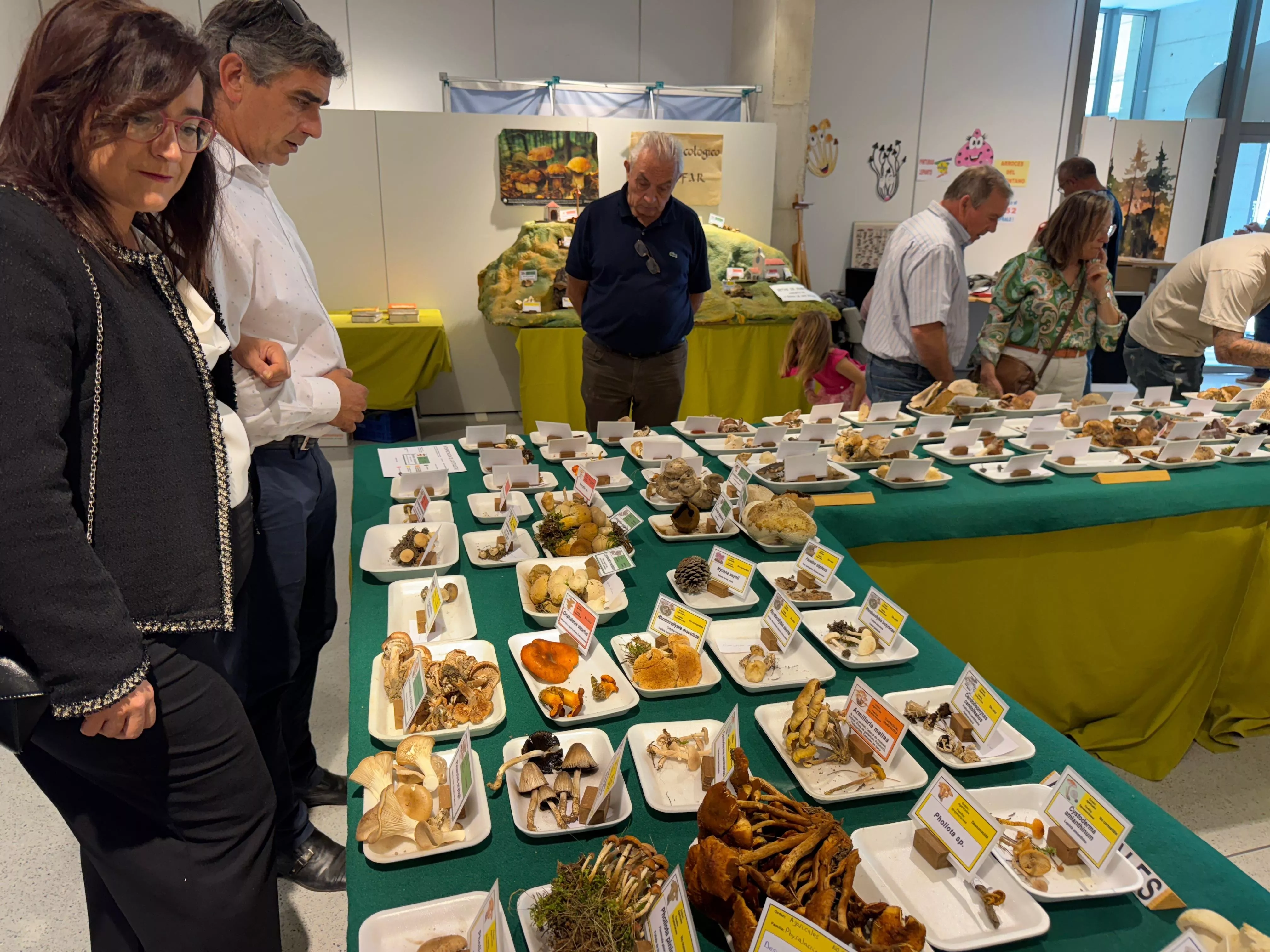 Binéfar renueva su pasión por las setas en una exposición con más de 270 especies. Binéfar renueva su pasión por las setas en una exposición con más de 270 especies.