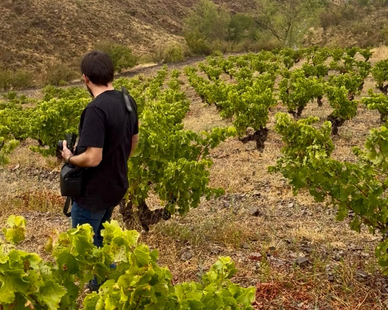 Jorge Temprado en sus viñas en Calatayud. Foto Elvira Fonz Jorge Temprado en sus viñas en Calatayud. Foto Elvira Fonz