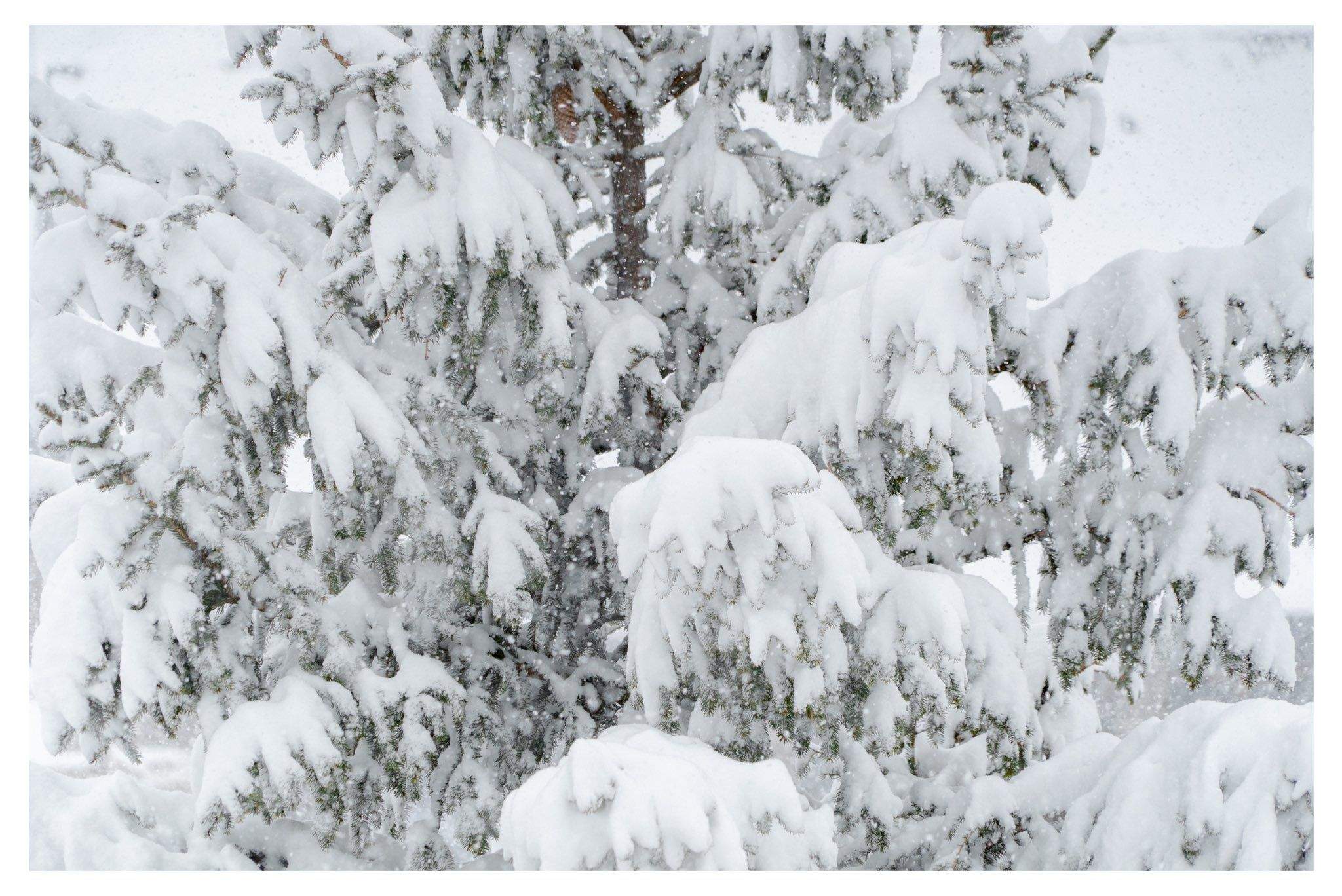 La nieve ha caído en abundancia en el Pirineo