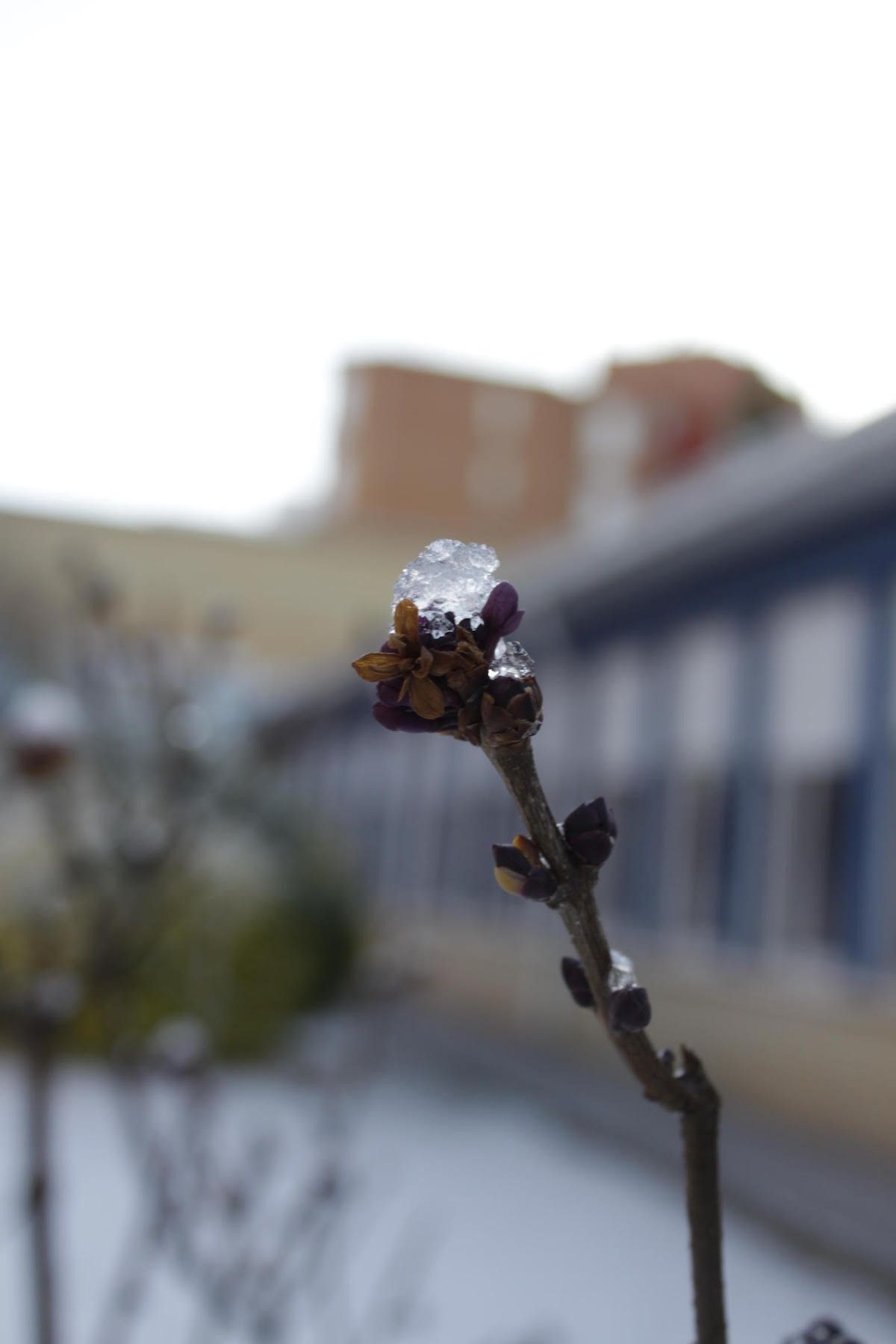 Nieve en la ciudad de Huesca. Foto Ana Martínez (Escuela de Arte de Huesca)
