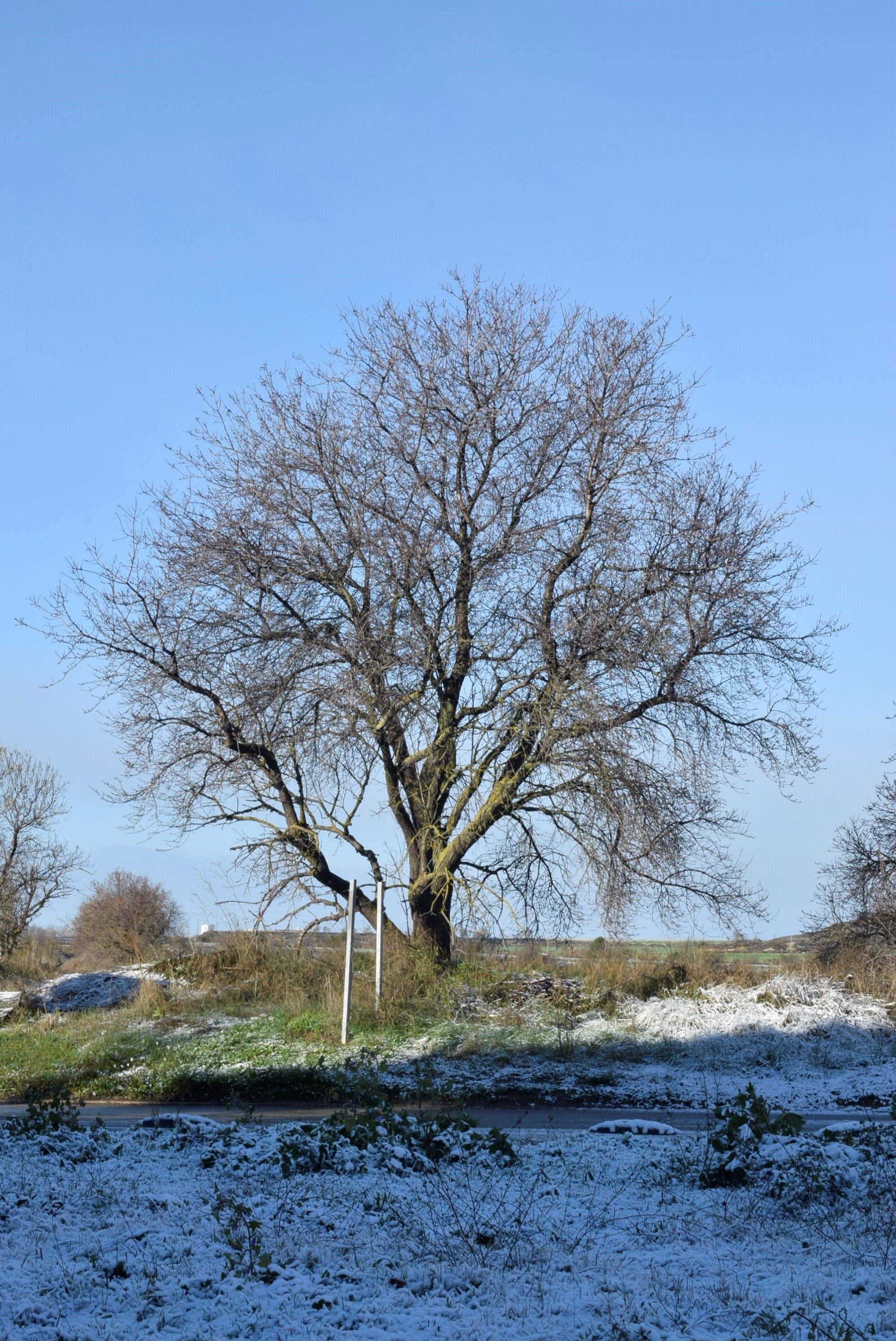 Nieve en la ciudad de Huesca. Foto Lara Álvarez Almazán (Escuela de Arte de Huesca)