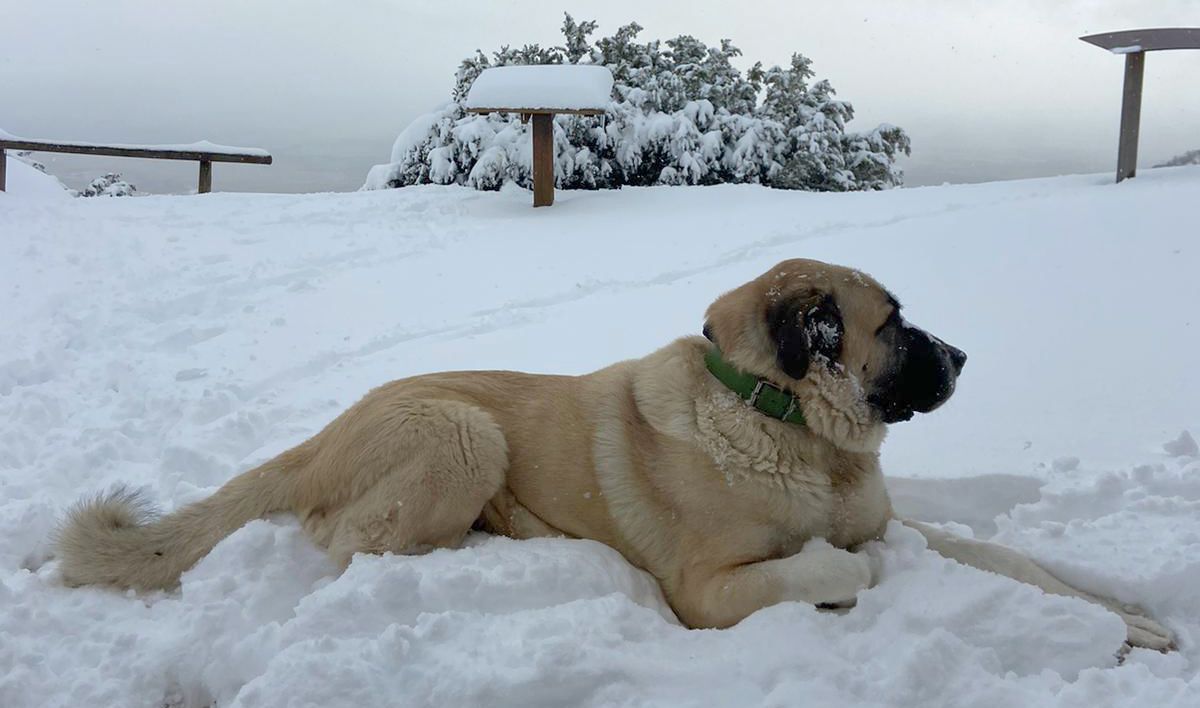 Los animales también disfrutaron de la nieve acumulada durante el día. Foto Carlos Esco Vinué