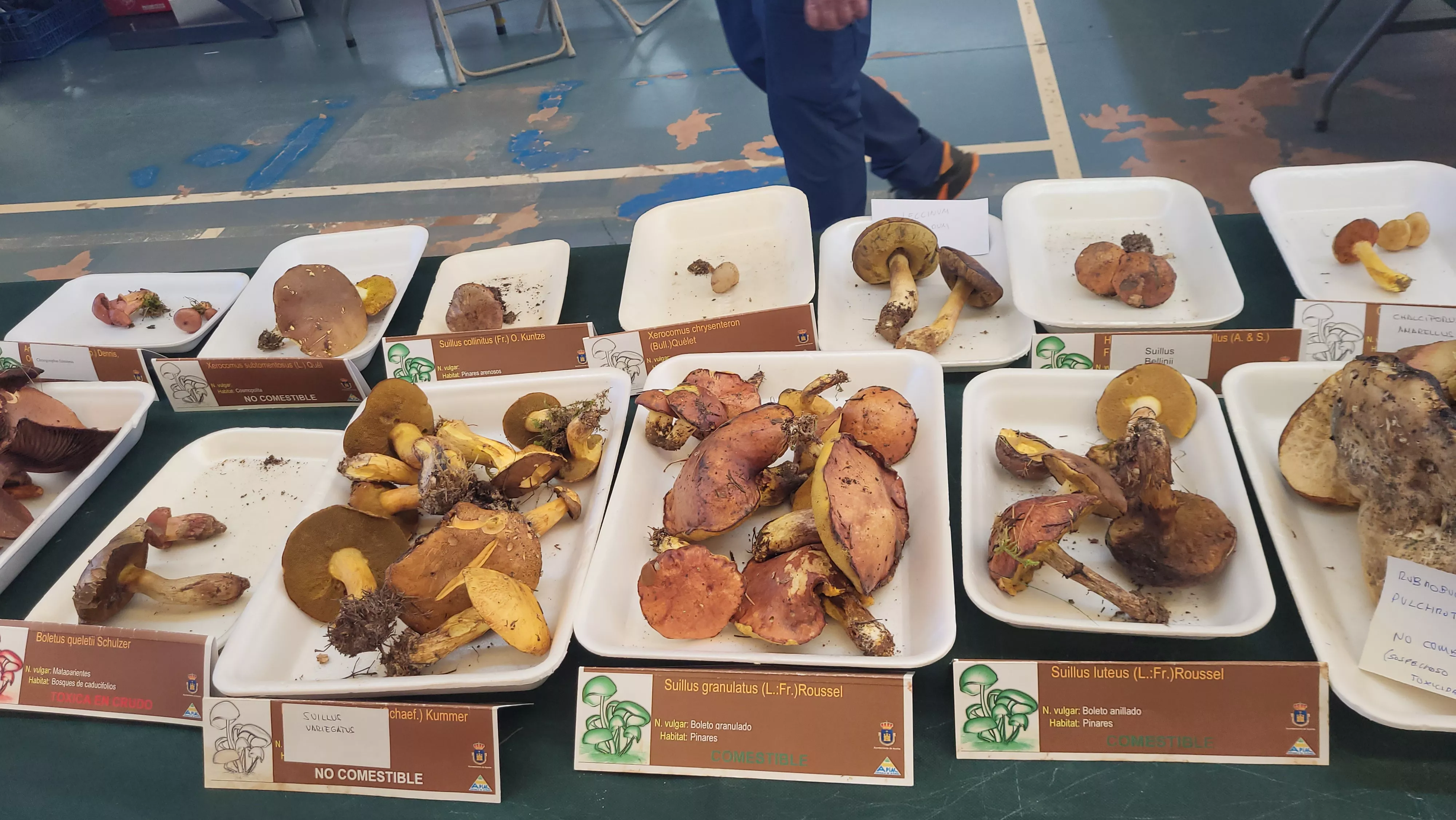  Jornadas Micológicas de Ayerbe. Foto Mercedes Manterola