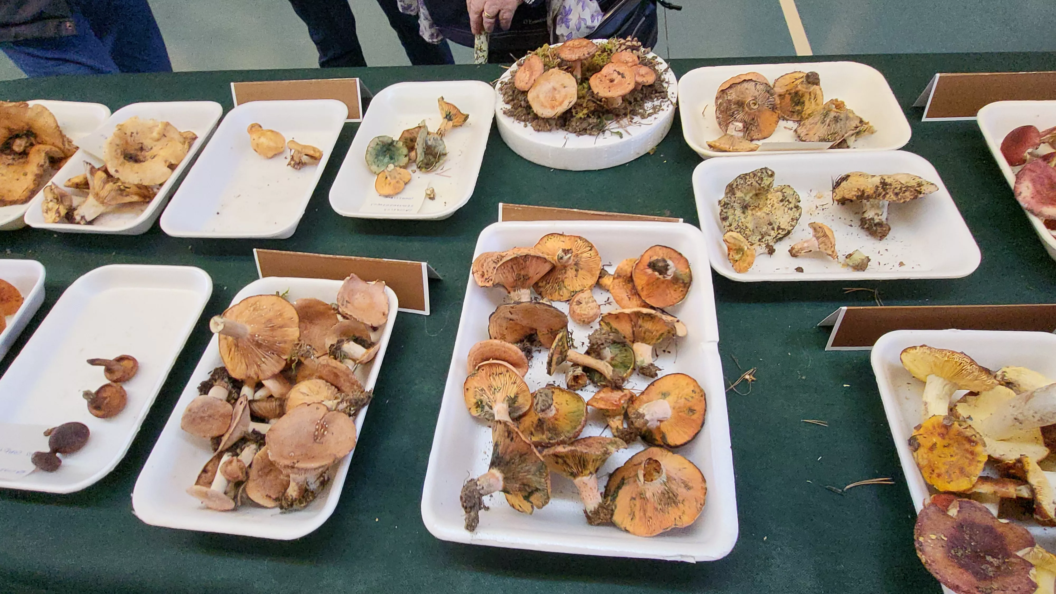  Jornadas Micológicas de Ayerbe. Foto Mercedes Manterola