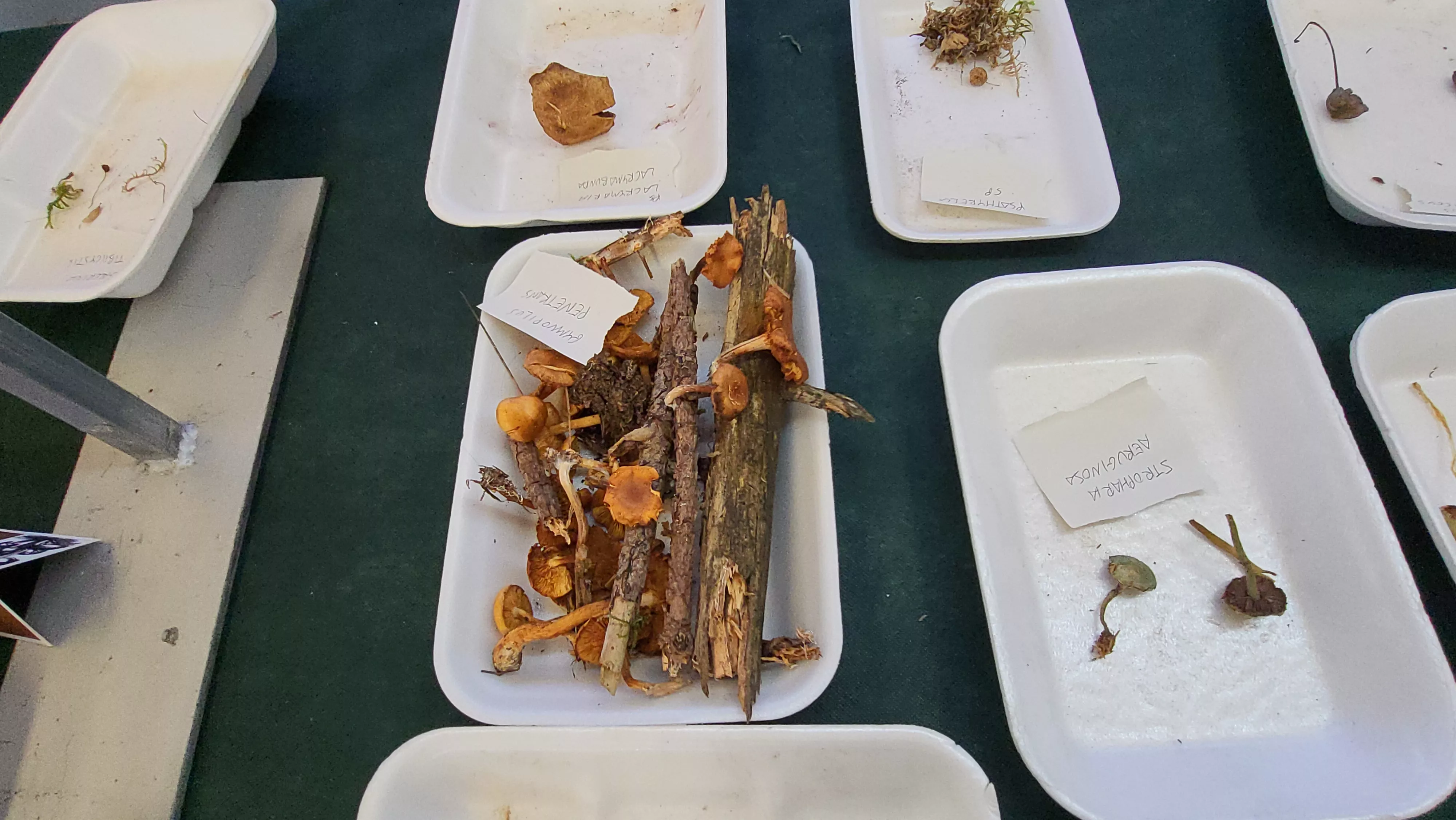  Jornadas Micológicas de Ayerbe. Foto Mercedes Manterola