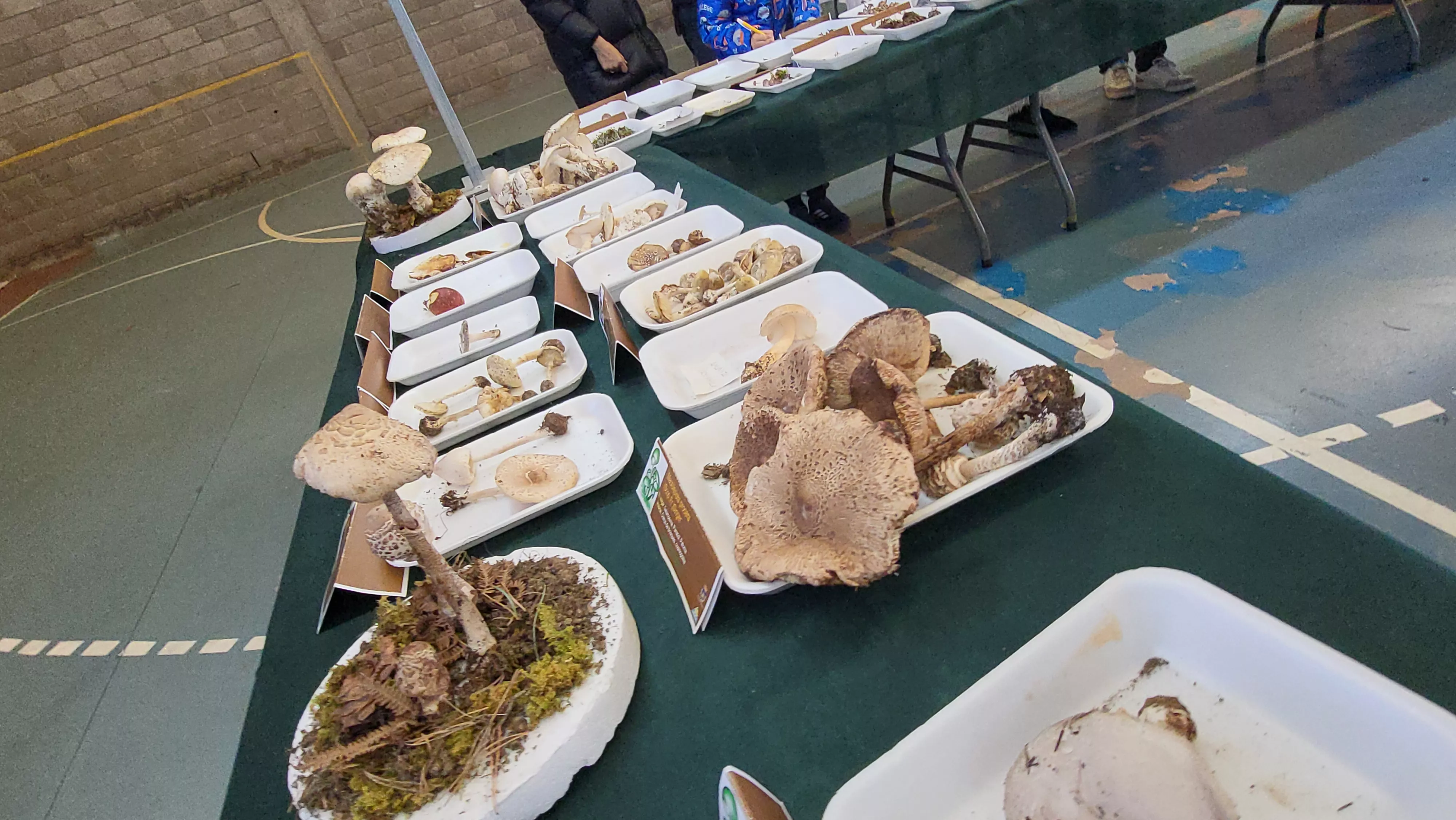  Jornadas Micológicas de Ayerbe. Foto Mercedes Manterola