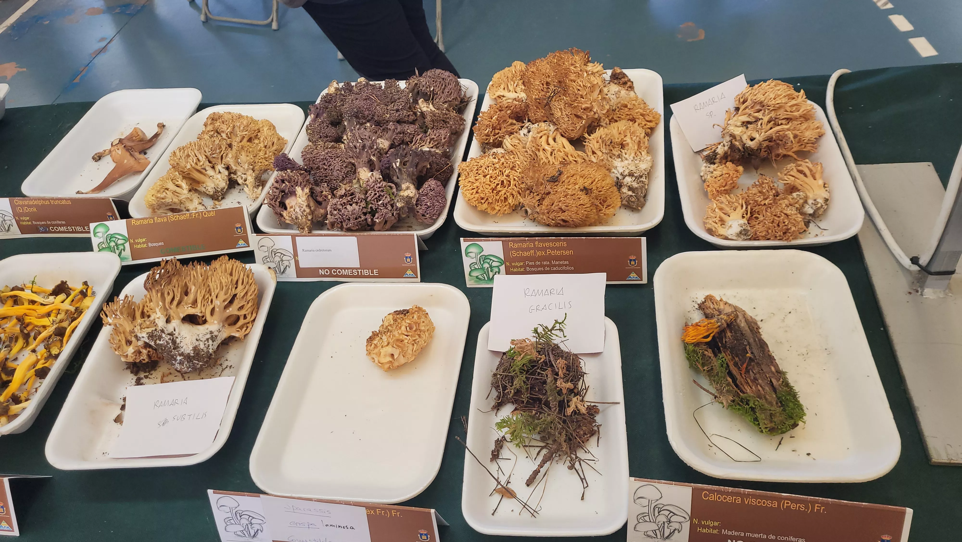  Jornadas Micológicas de Ayerbe. Foto Mercedes Manterola