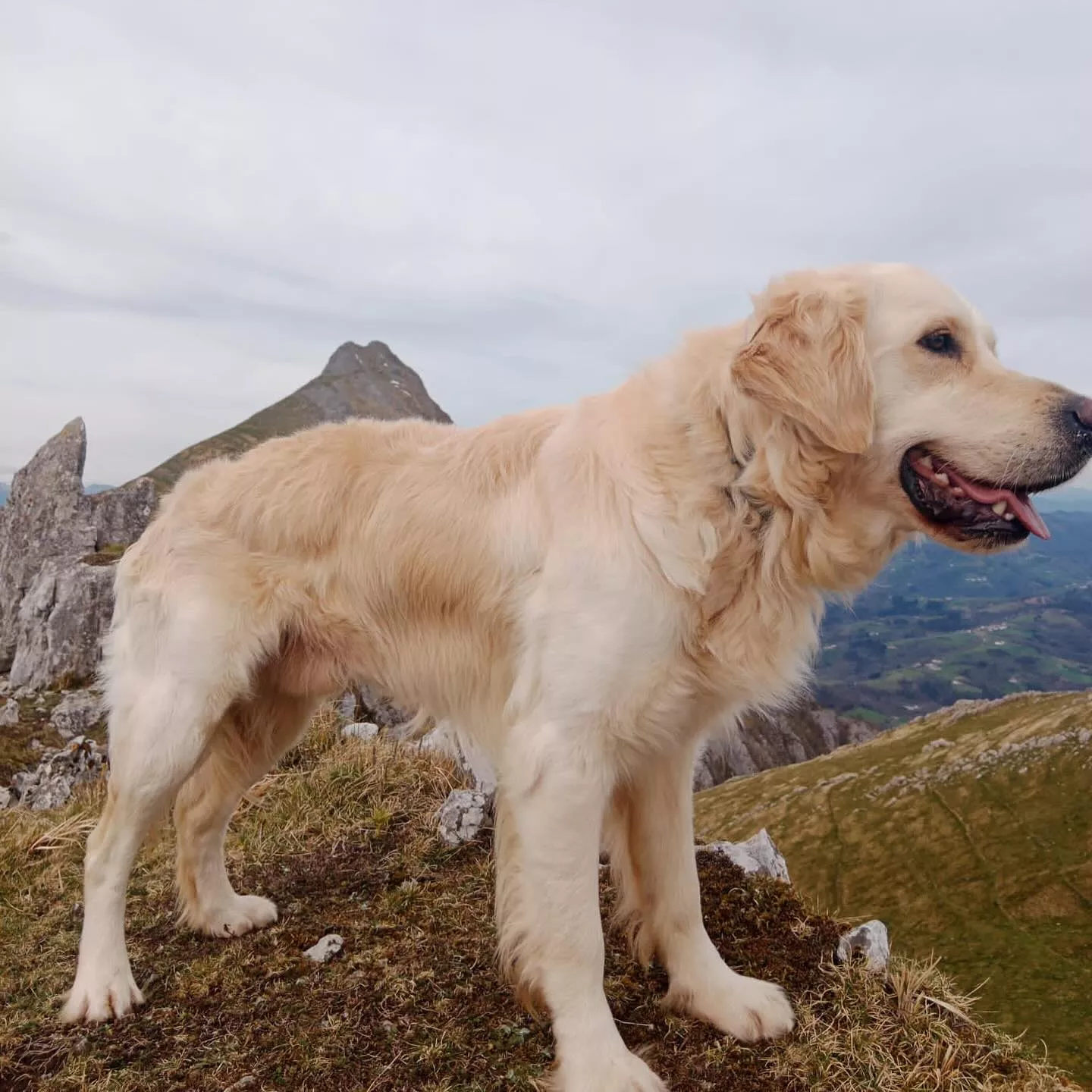 Hallado muerto Kona, el perro desaparecido de la joven montañera fallecida en Panticosa.