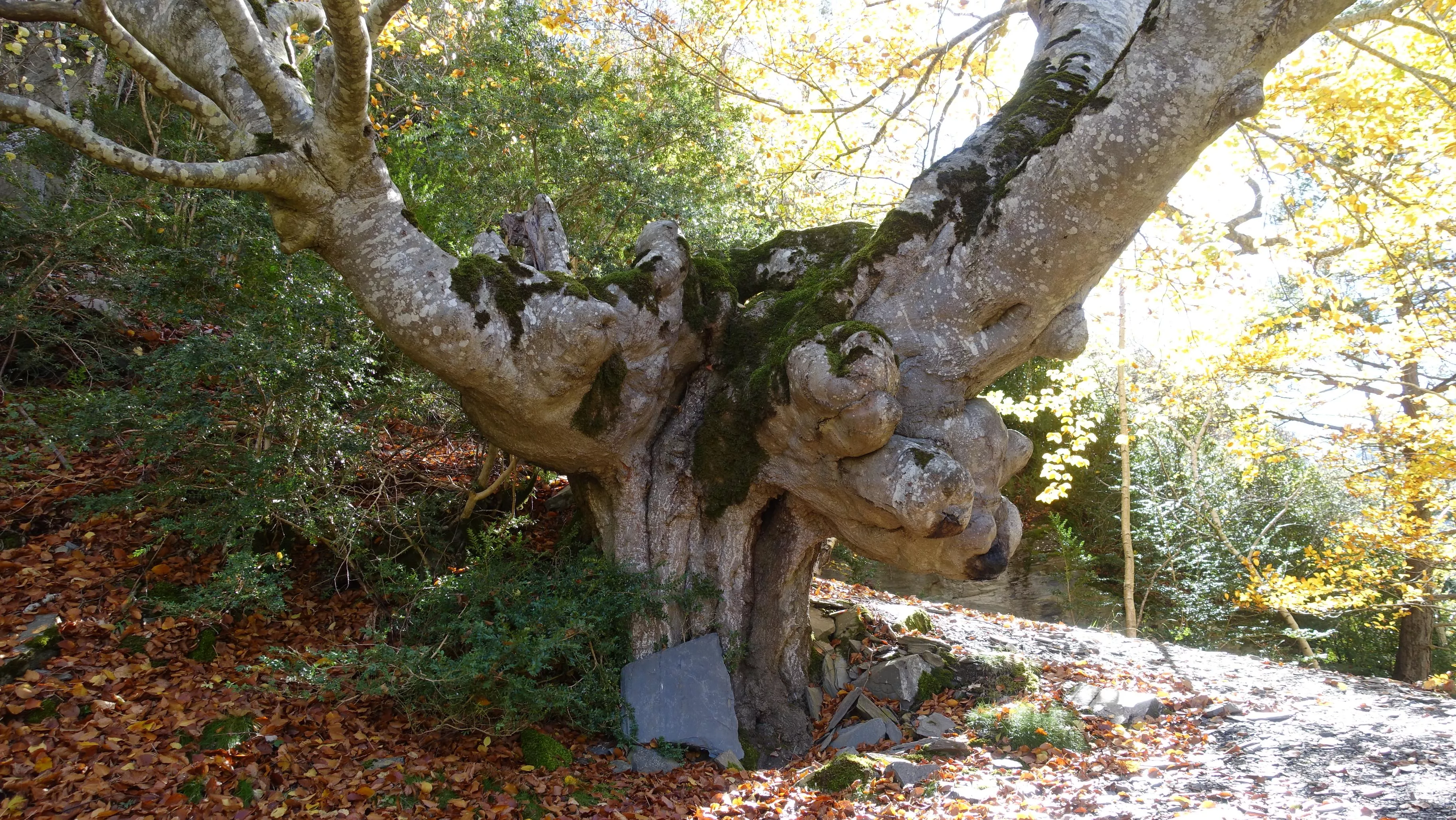 Llamativa haya. Foto Alfredo Zazo
