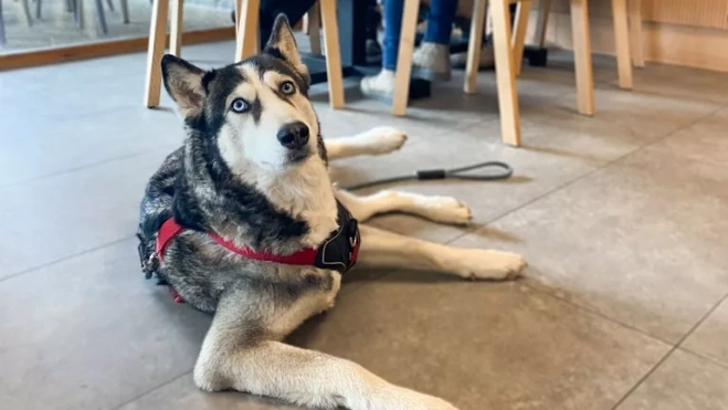 Los perros pueden acceder a la zona de restaurante. Los perros pueden acceder a la zona de restaurante.