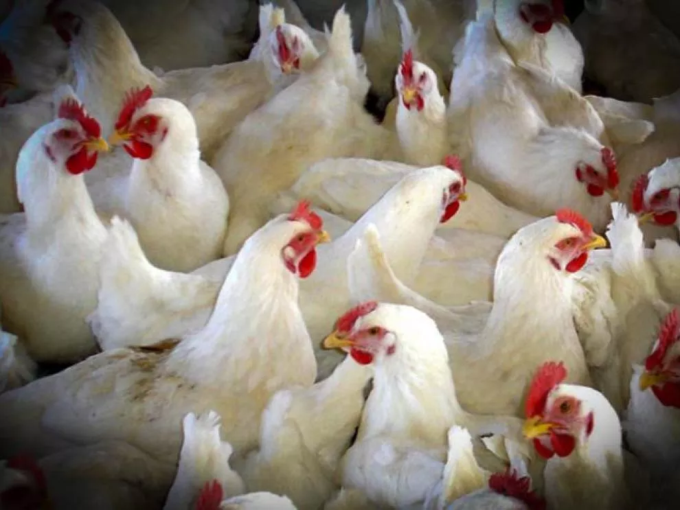 Prohibida la cría al aire libre de aves de corral en Aragón por la amenaza de gripe aviar.