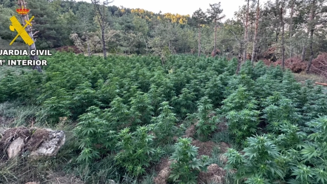 Campos de plantación Campos de plantación