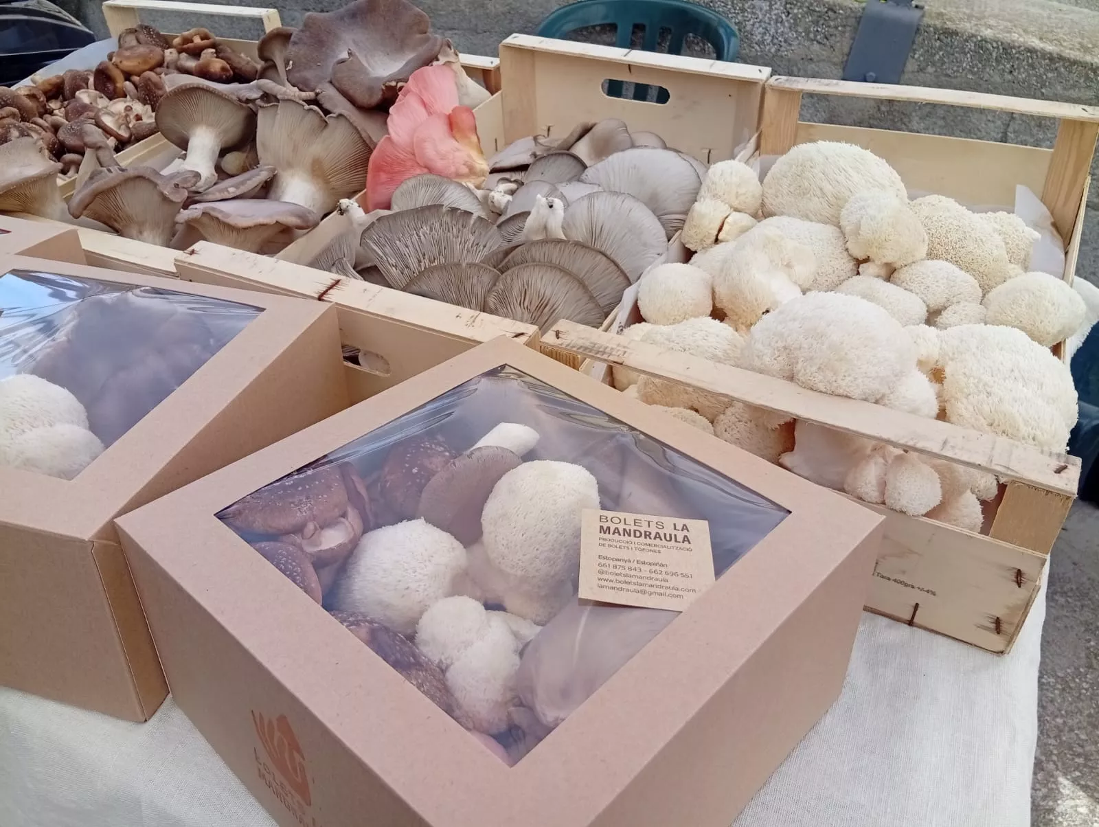 VII Jornadas de Amigos del Azafrán de Estaña