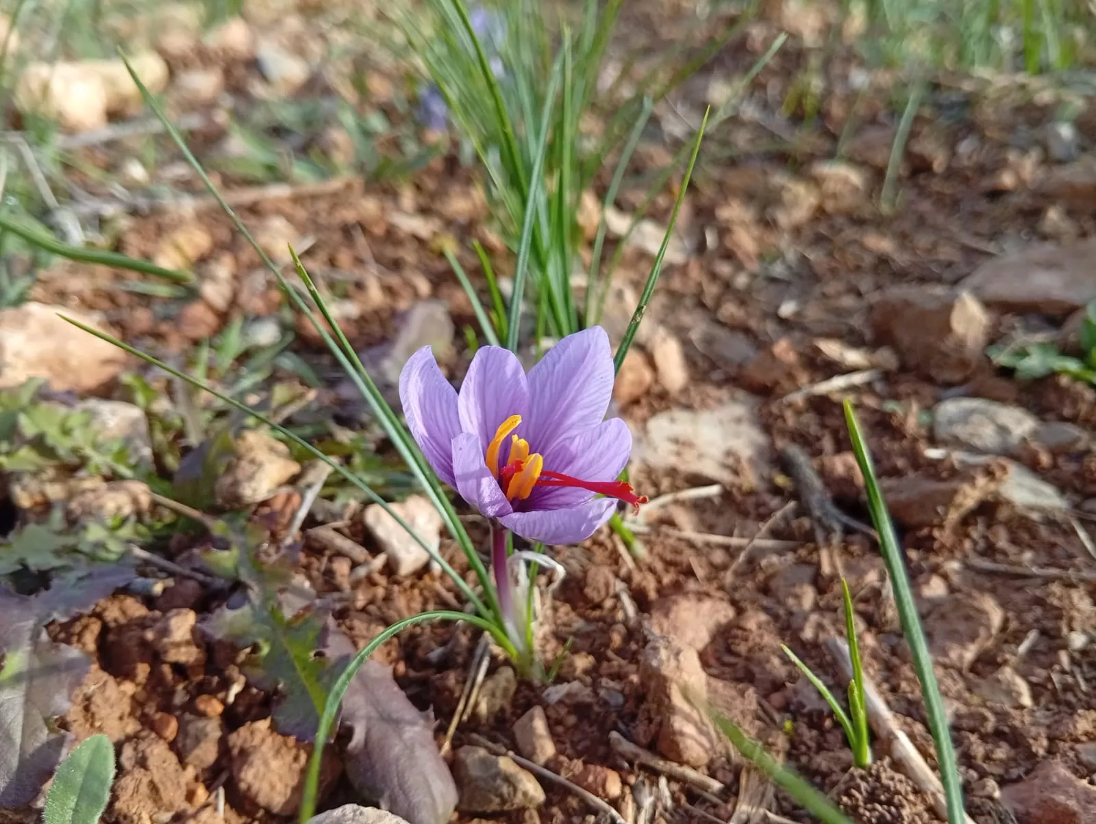 VII Jornadas de Amigos del Azafrán de Estaña
