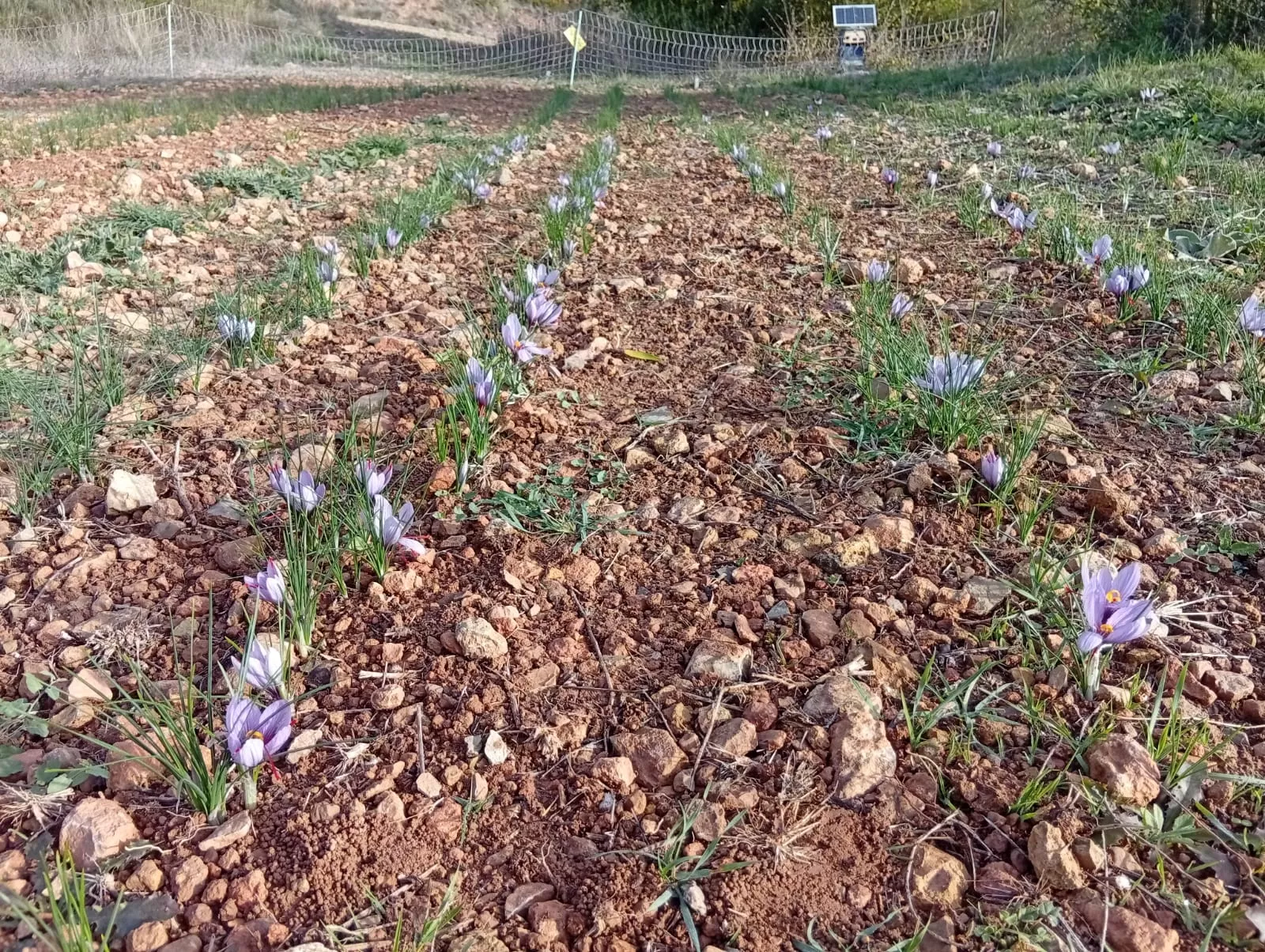 VII Jornadas de Amigos del Azafrán de Estaña