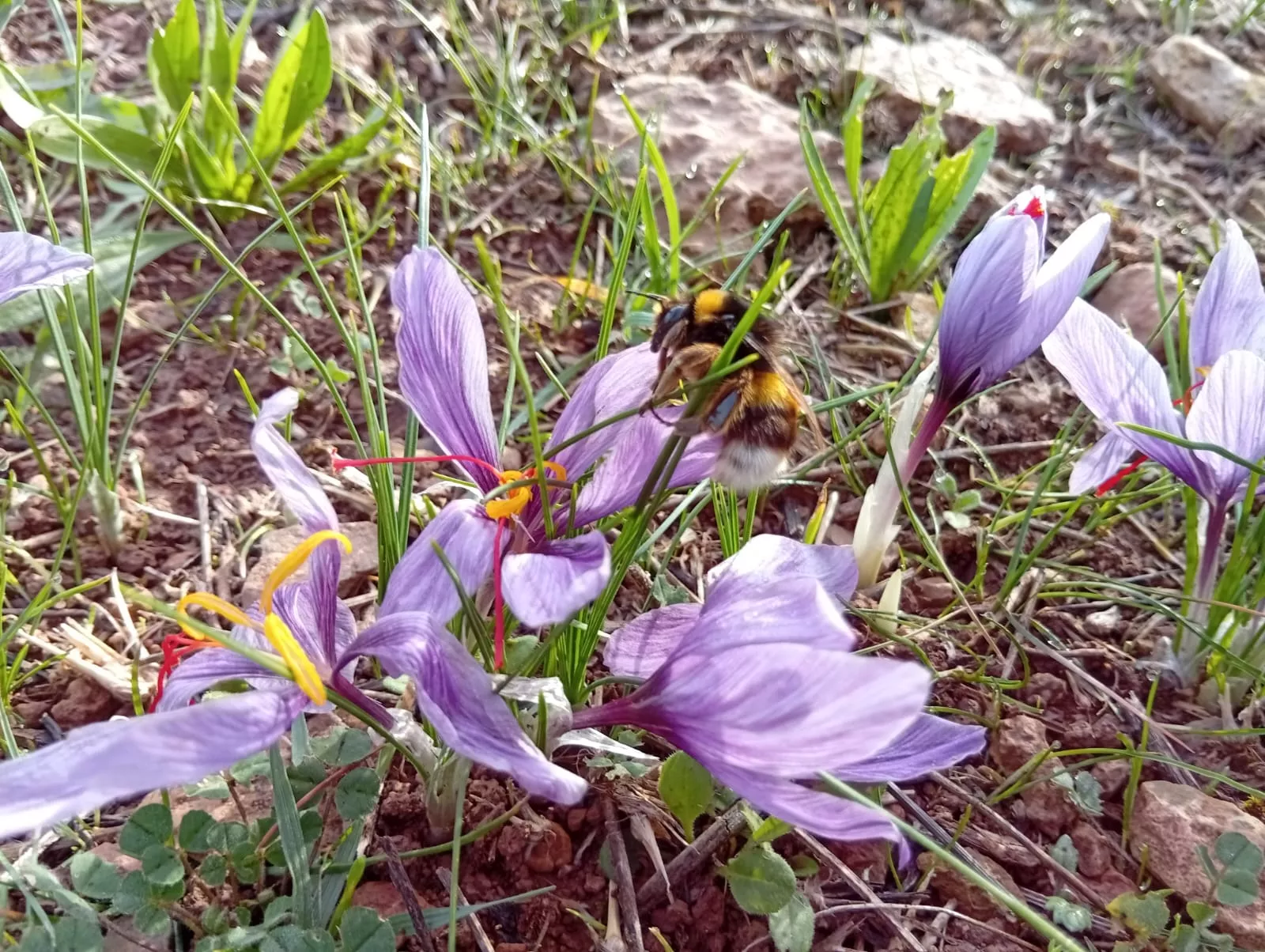 VII Jornadas de Amigos del Azafrán de Estaña