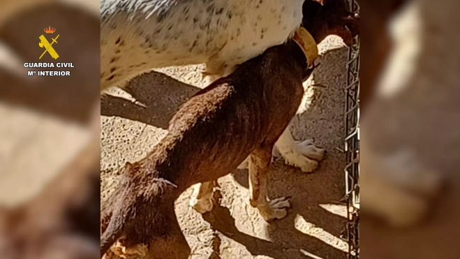 Perros desnutridos en la perrera en el Somontno