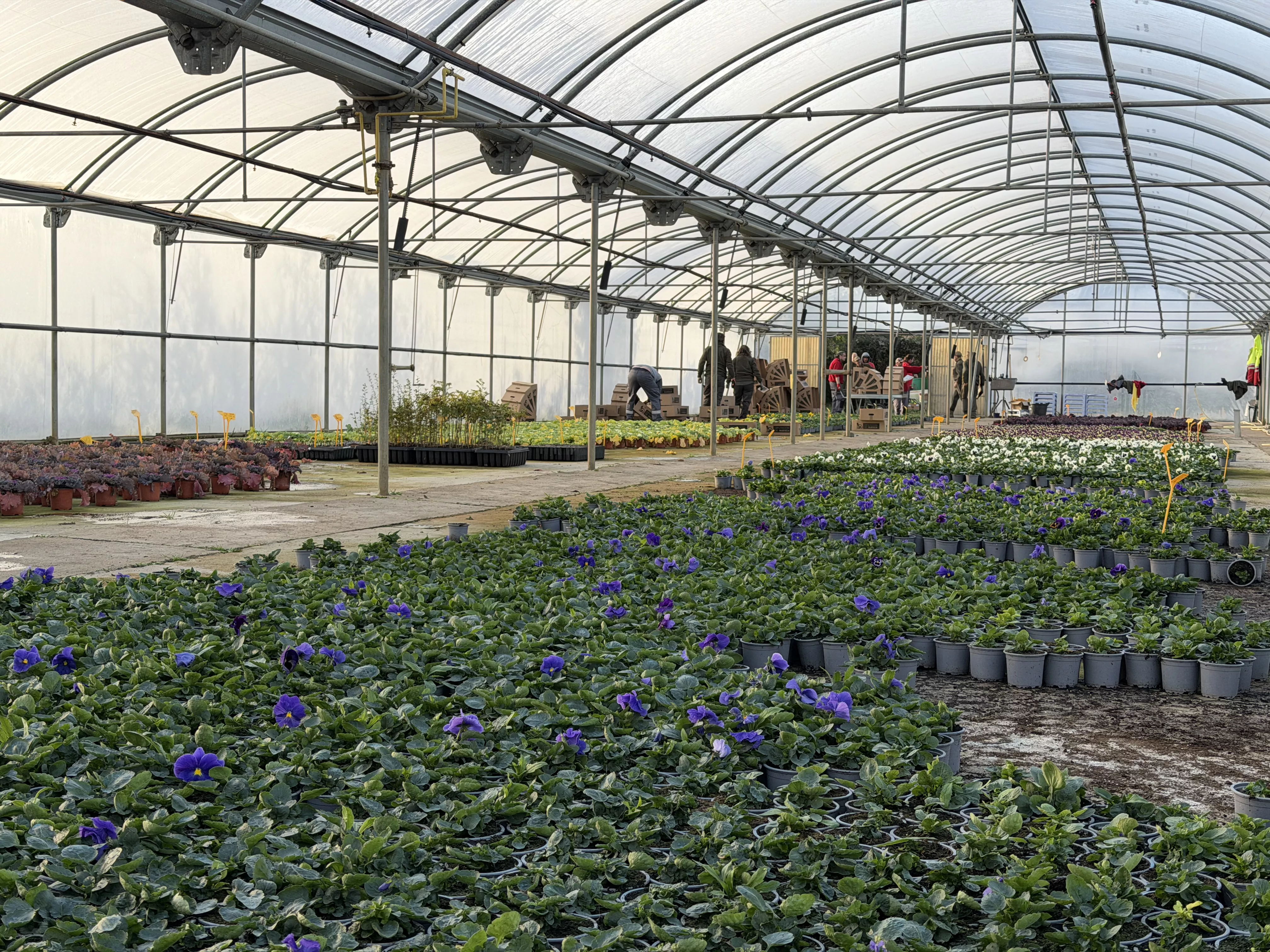 Flor de otoño en el vivero provincial. Flor de otoño en el vivero provincial.