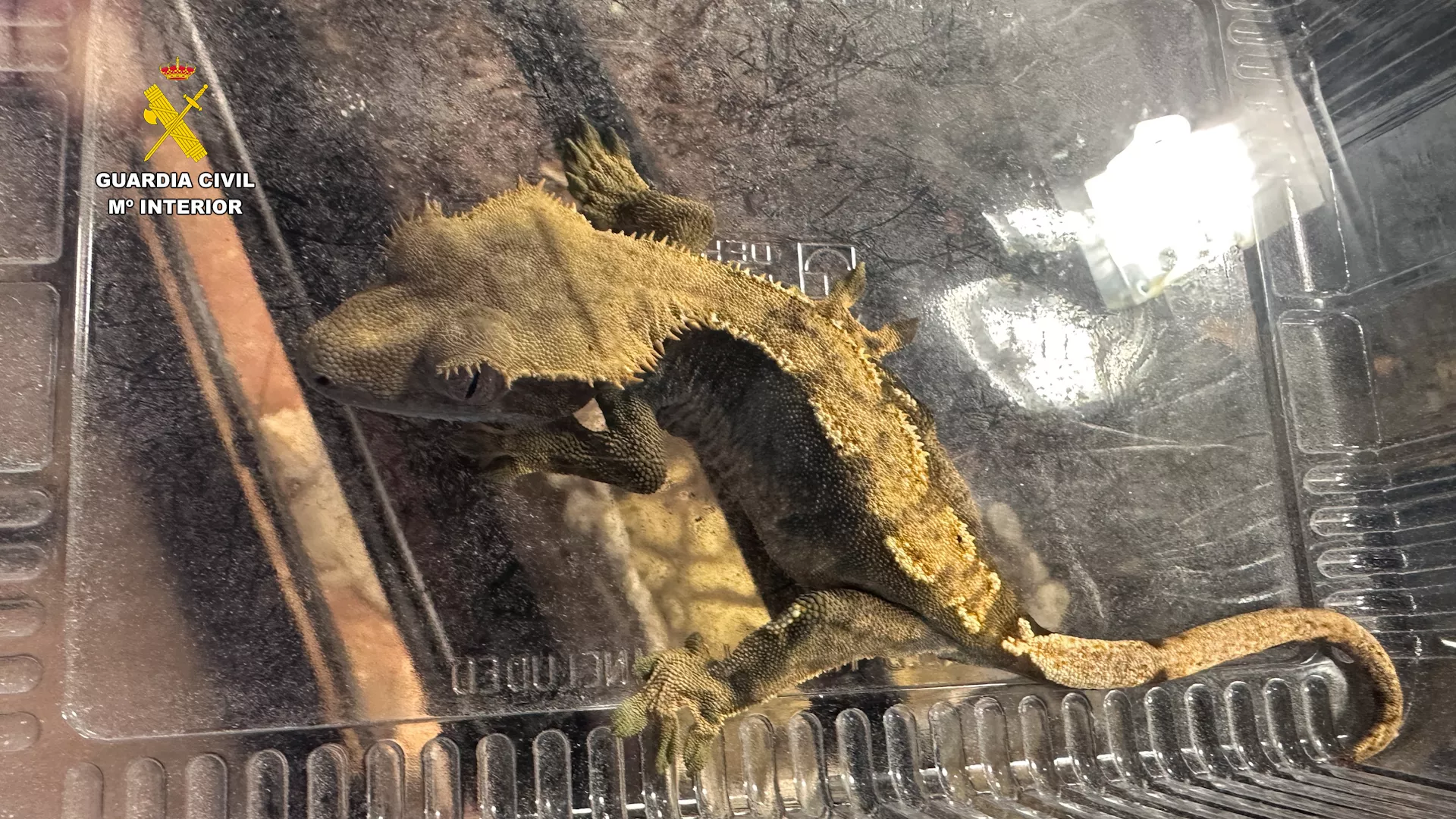 Animales intervenidos en el falso refugio de Ávila.