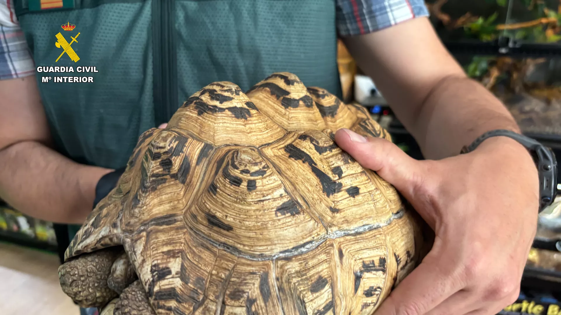 Animales intervenidos en el falso refugio de Ávila.