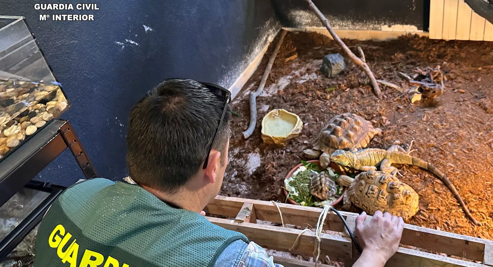 Animales intervenidos en el falso refugio de Ávila.