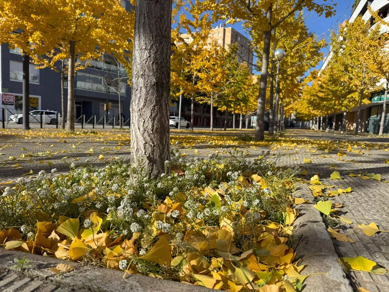 Flor invierno en Huesca, que se ha vestido para la estación