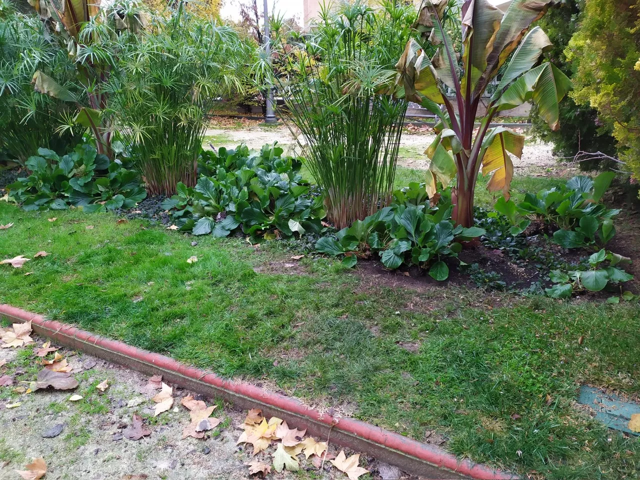Plantas y flores de invierno del Ayuntamiento de Huesca