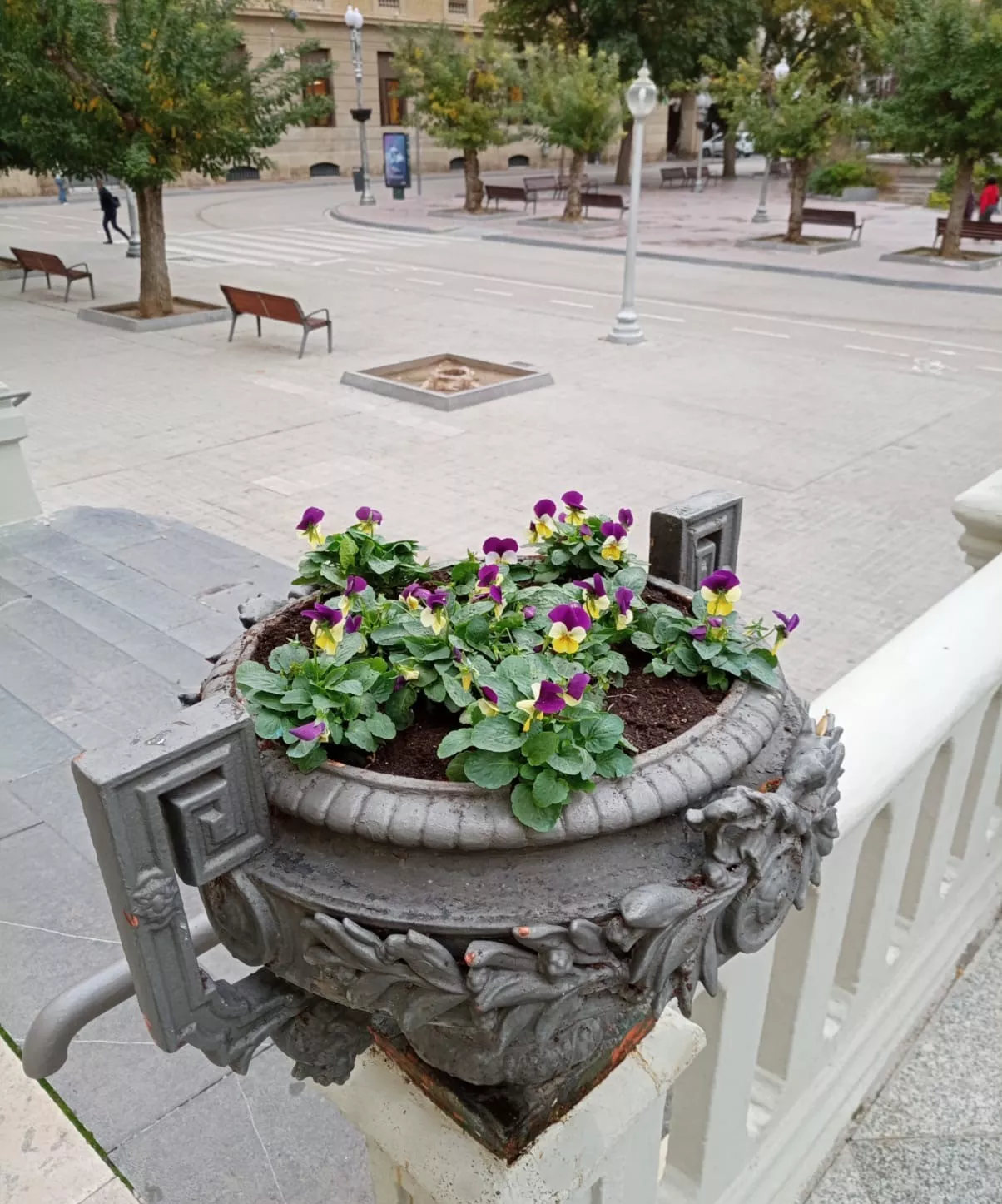 Plantas y flores de invierno del Ayuntamiento de Huesca