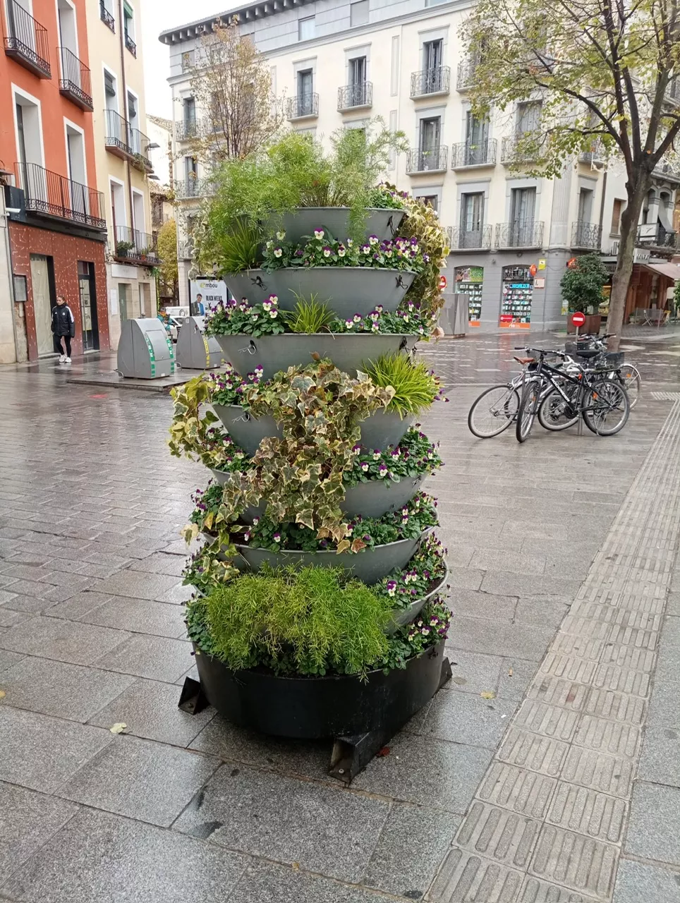 Plantas y flores de invierno del Ayuntamiento de Huesca