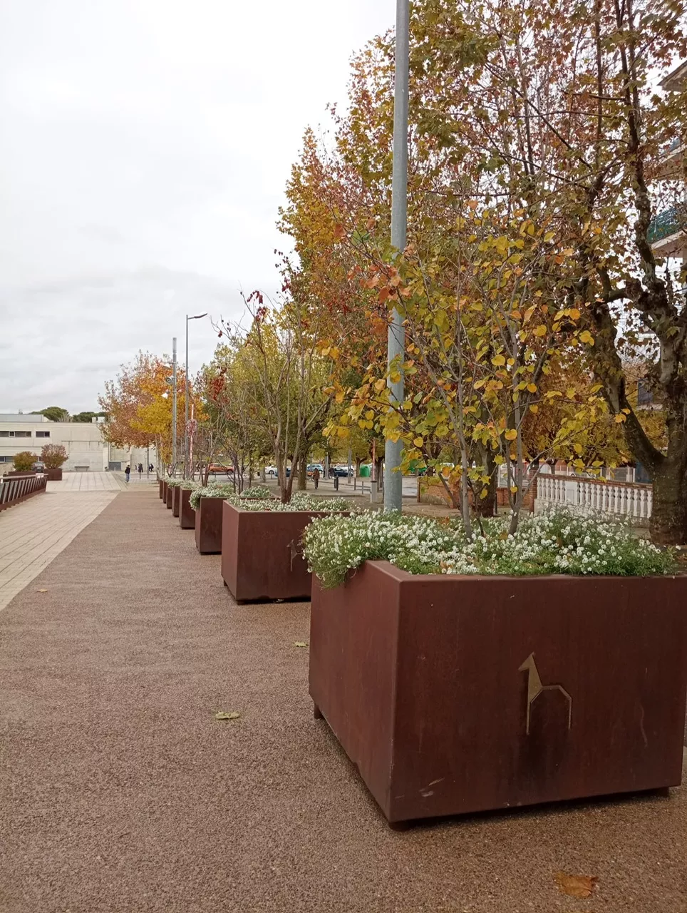 Plantas y flores de invierno del Ayuntamiento de Huesca