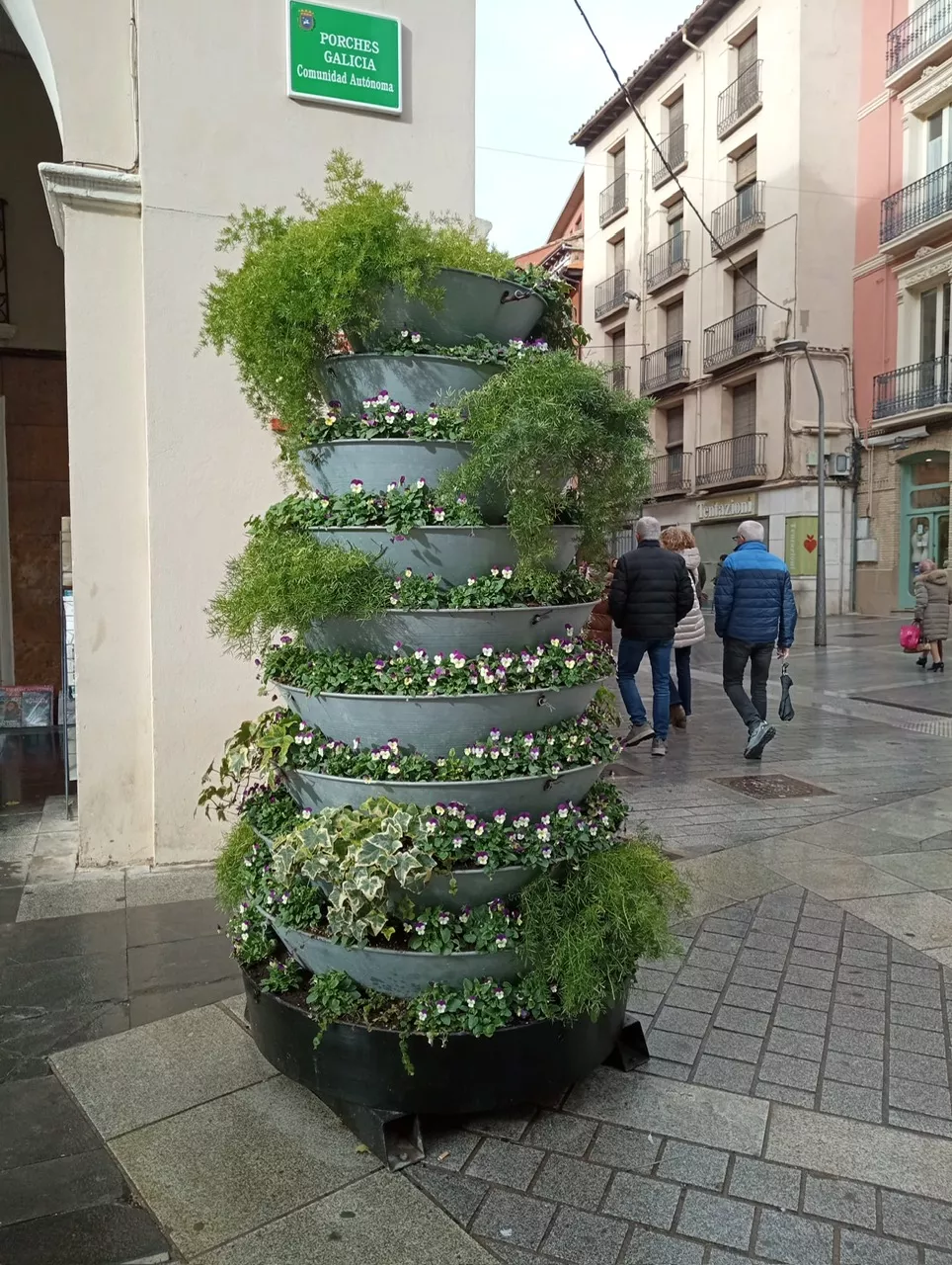 Plantas y flores de invierno del Ayuntamiento de Huesca
