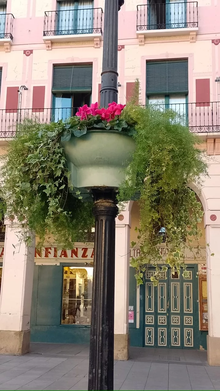 Plantas y flores de invierno del Ayuntamiento de Huesca