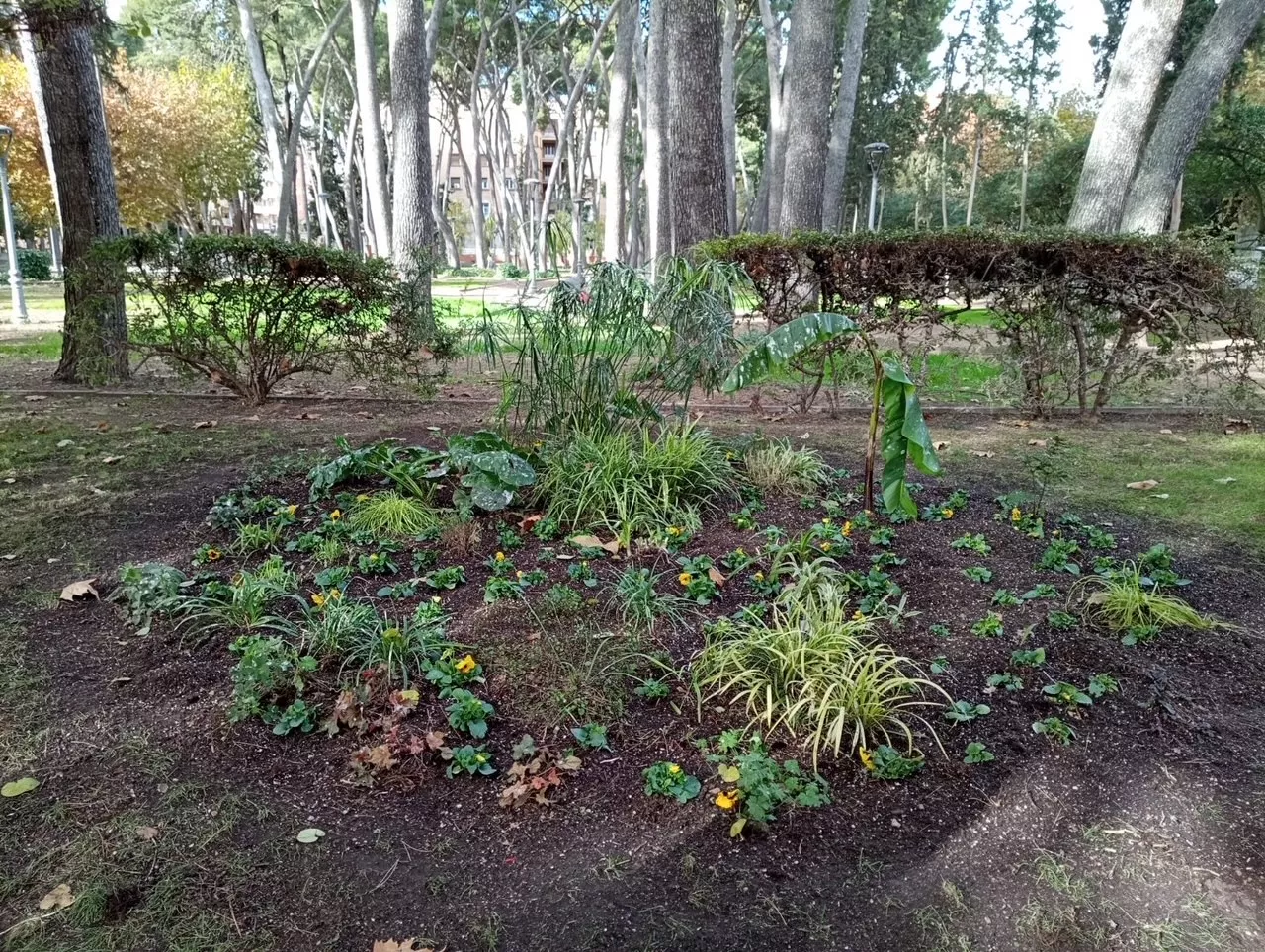 Plantas y flores de invierno del Ayuntamiento de Huesca