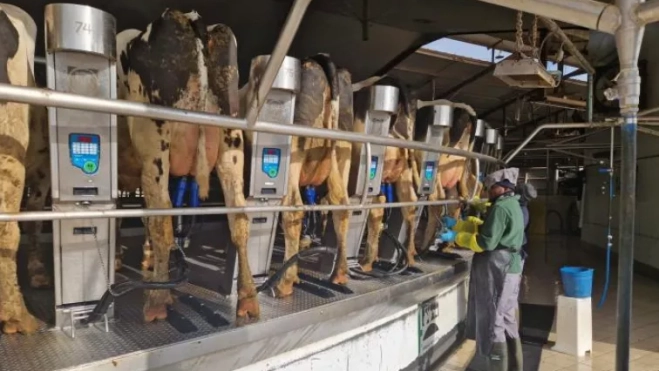 La explotación ganadera San José de Tamarite es referente del sector lácteo. La explotación ganadera San José de Tamarite es referente del sector lácteo.