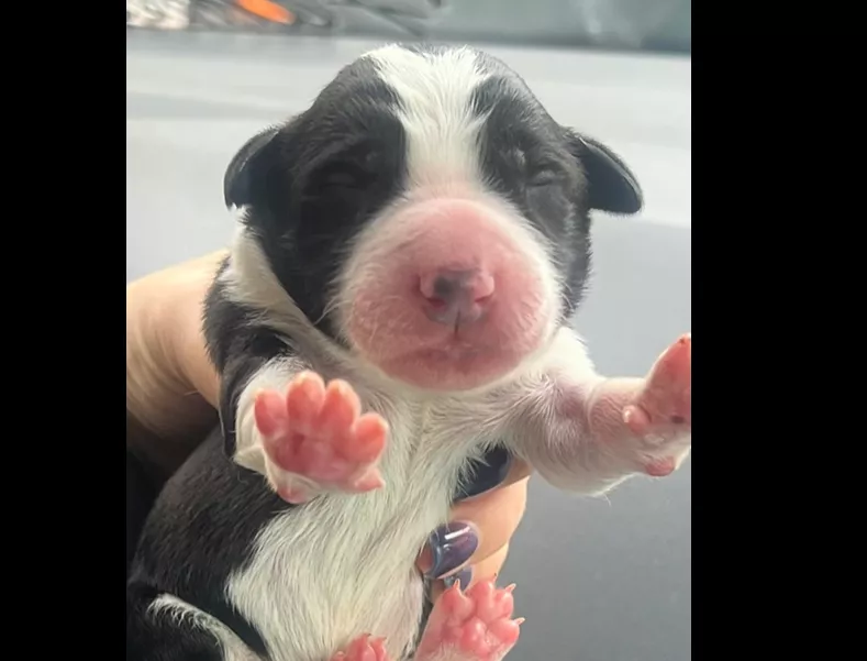 Cachorro rescatado de un contenedor subterráneo de la calle Moya de Huesca.