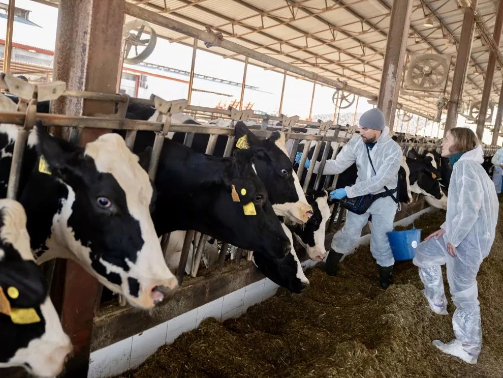 Hasta 85.000 animales serán vacunados en Aragón por la DNC. Foto Fabián Simón